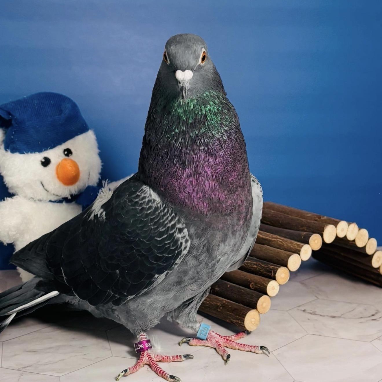 Enlarge Brigsdyn, a Adoptable Pigeon in Chicago, IL image 3/5