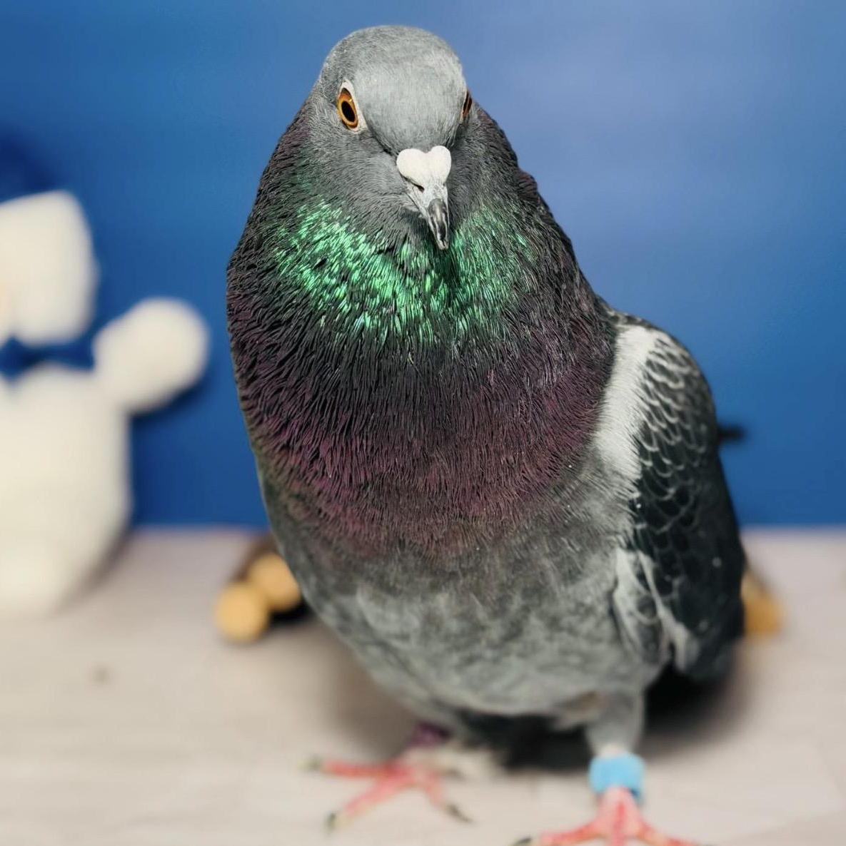 Enlarge Brigsdyn, a Adoptable Pigeon in Chicago, IL image 4/5