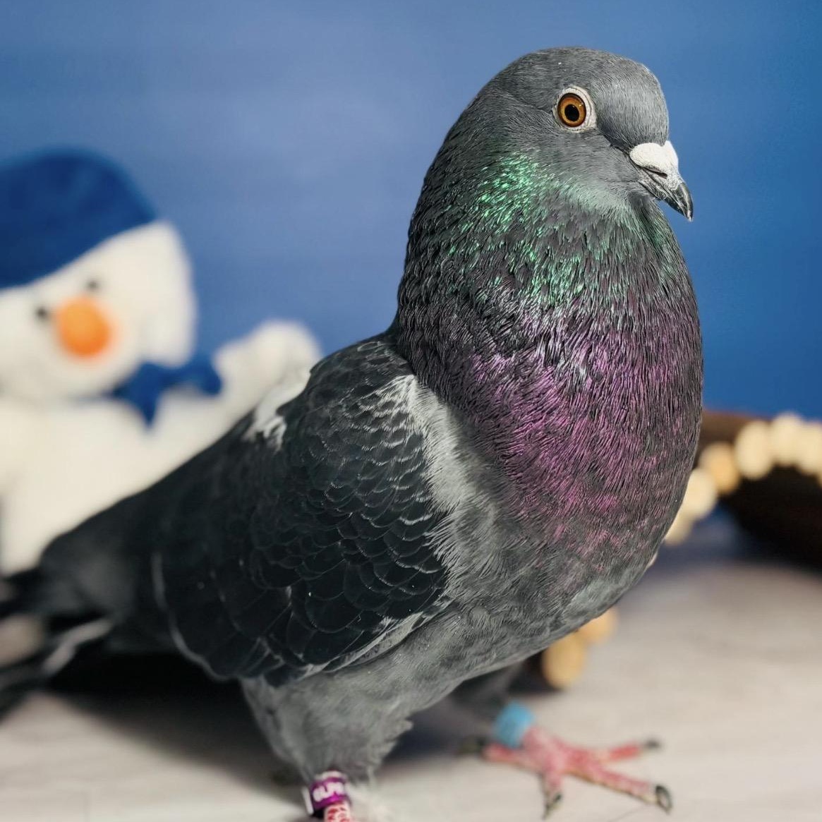 Enlarge Brigsdyn, a Adoptable Pigeon in Chicago, IL image 5/5
