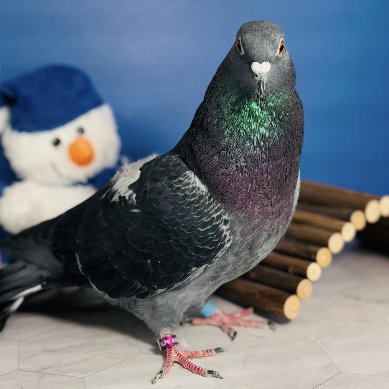 Enlarge Brigsdyn, a Adoptable Pigeon in Chicago, IL image 2/5