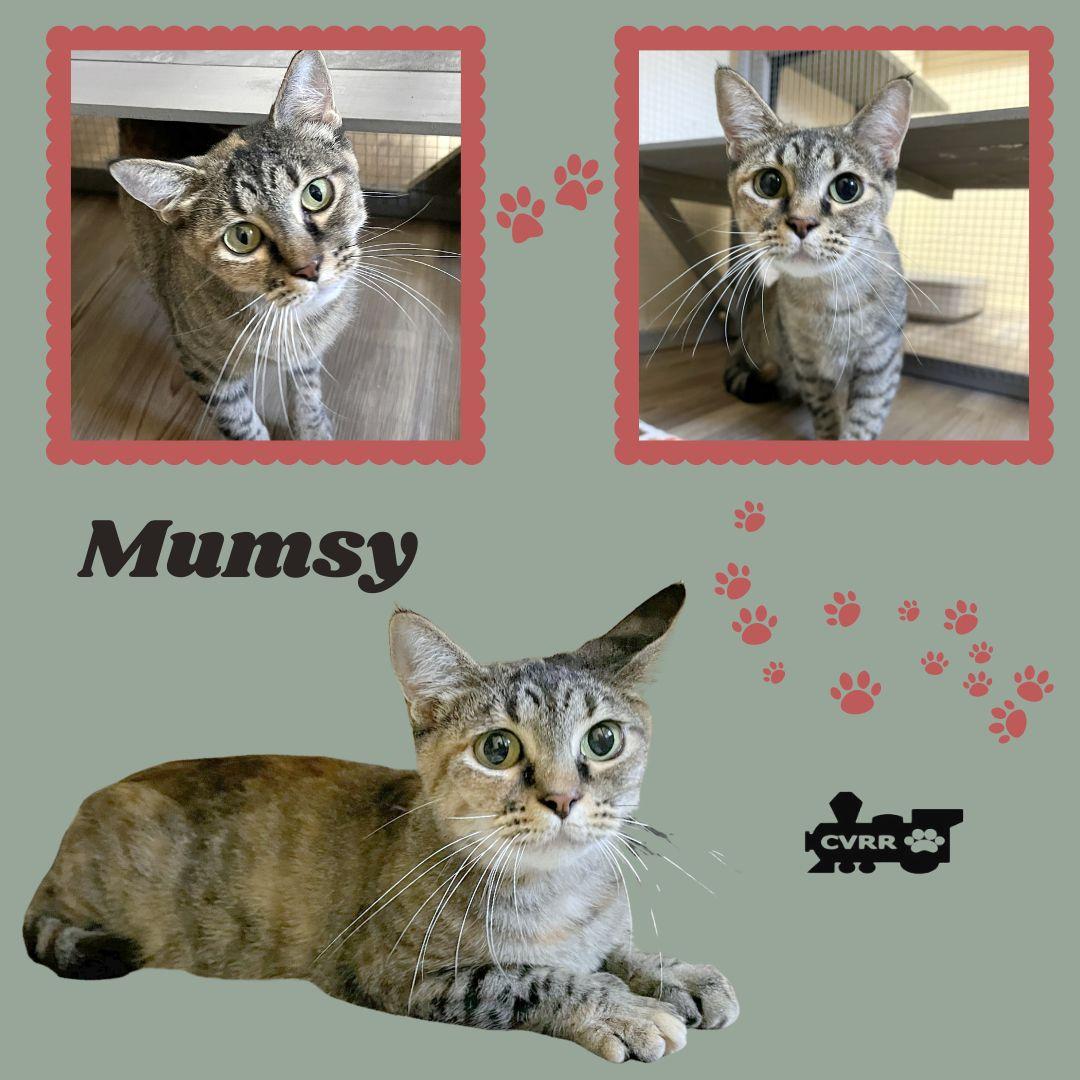 Mumsy (Cat), Adoptable, Adult Female Tabby & Tortoiseshell.