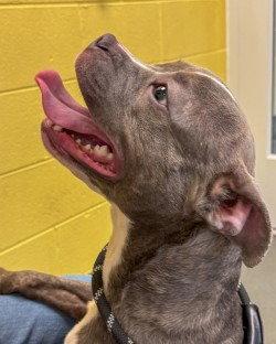Enlarge PR 57 Storm, a Adoptable Pit Bull Terrier in Glen Allen, VA image 1/3