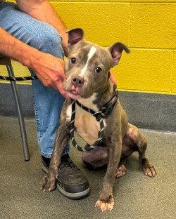 Enlarge PR 57 Storm, a Adoptable Pit Bull Terrier in Glen Allen, VA image 2/3