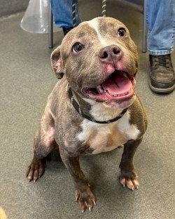 Enlarge PR 57 Storm, a Adoptable Pit Bull Terrier in Glen Allen, VA image 3/3