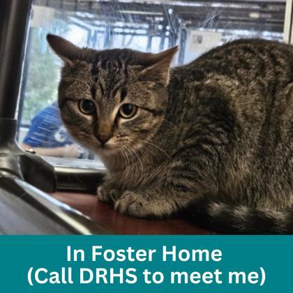 Enlarge Cloud, an adopted Domestic Short Hair in Dubuque, IA image 1/1
