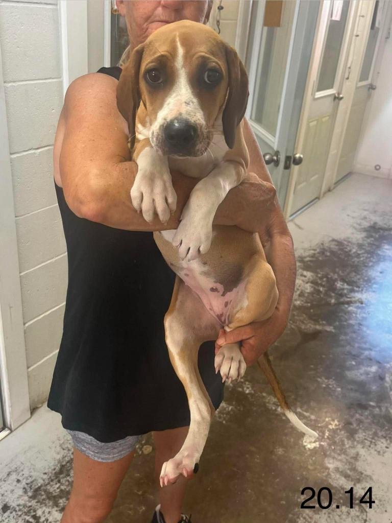 Azalea, Adoptable, Puppy Female Hound.