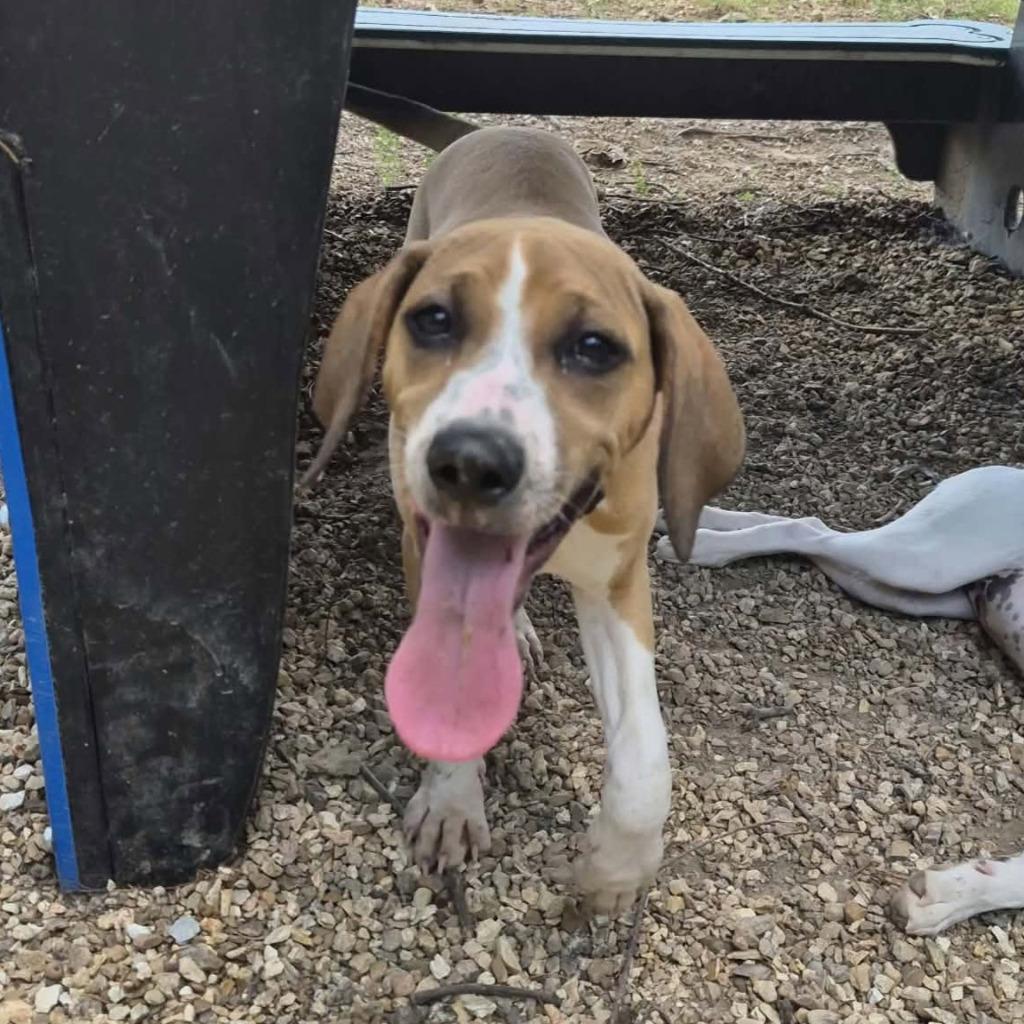 Enlarge Azalea, a Adoptable mixed breed in Sunrise Beach, MO image 2/3
