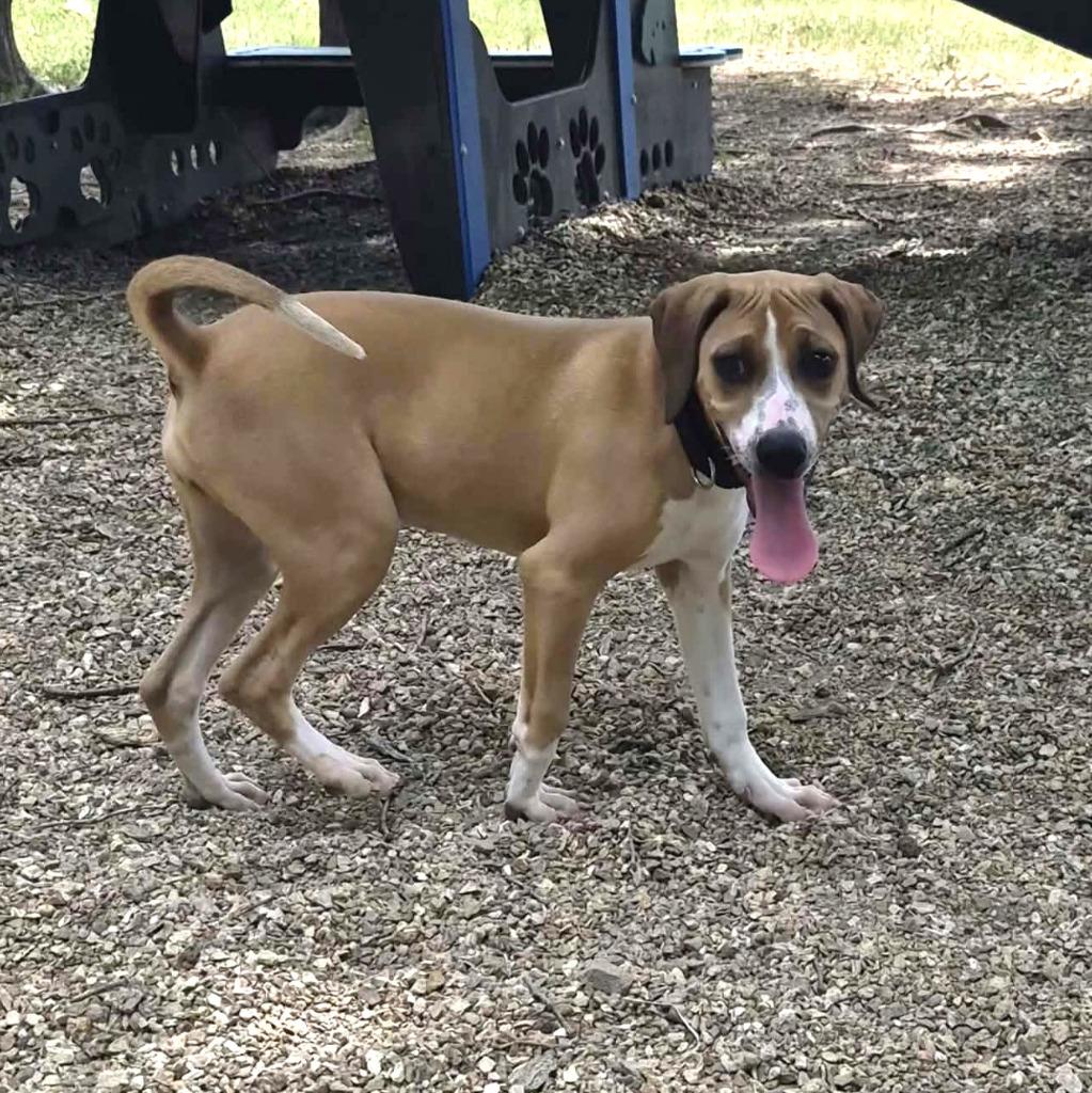 Enlarge Azalea, a Adoptable mixed breed in Sunrise Beach, MO image 3/3