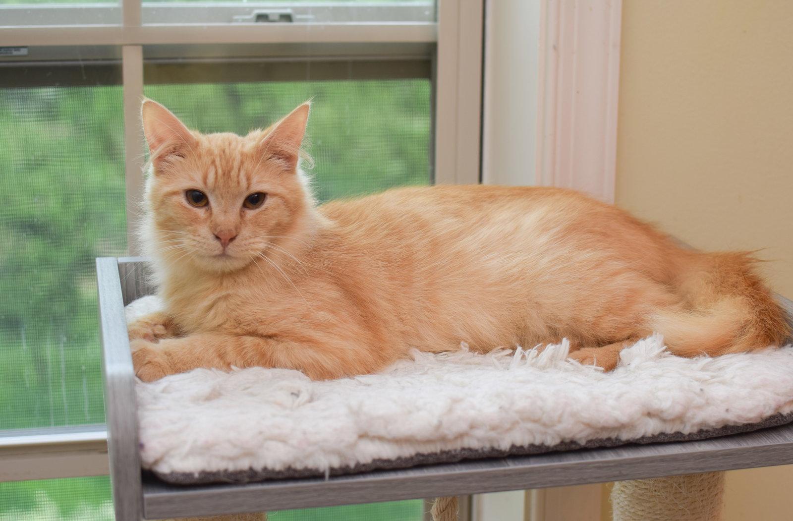 Ares, Adoptable, Kitten Male Maine Coon.