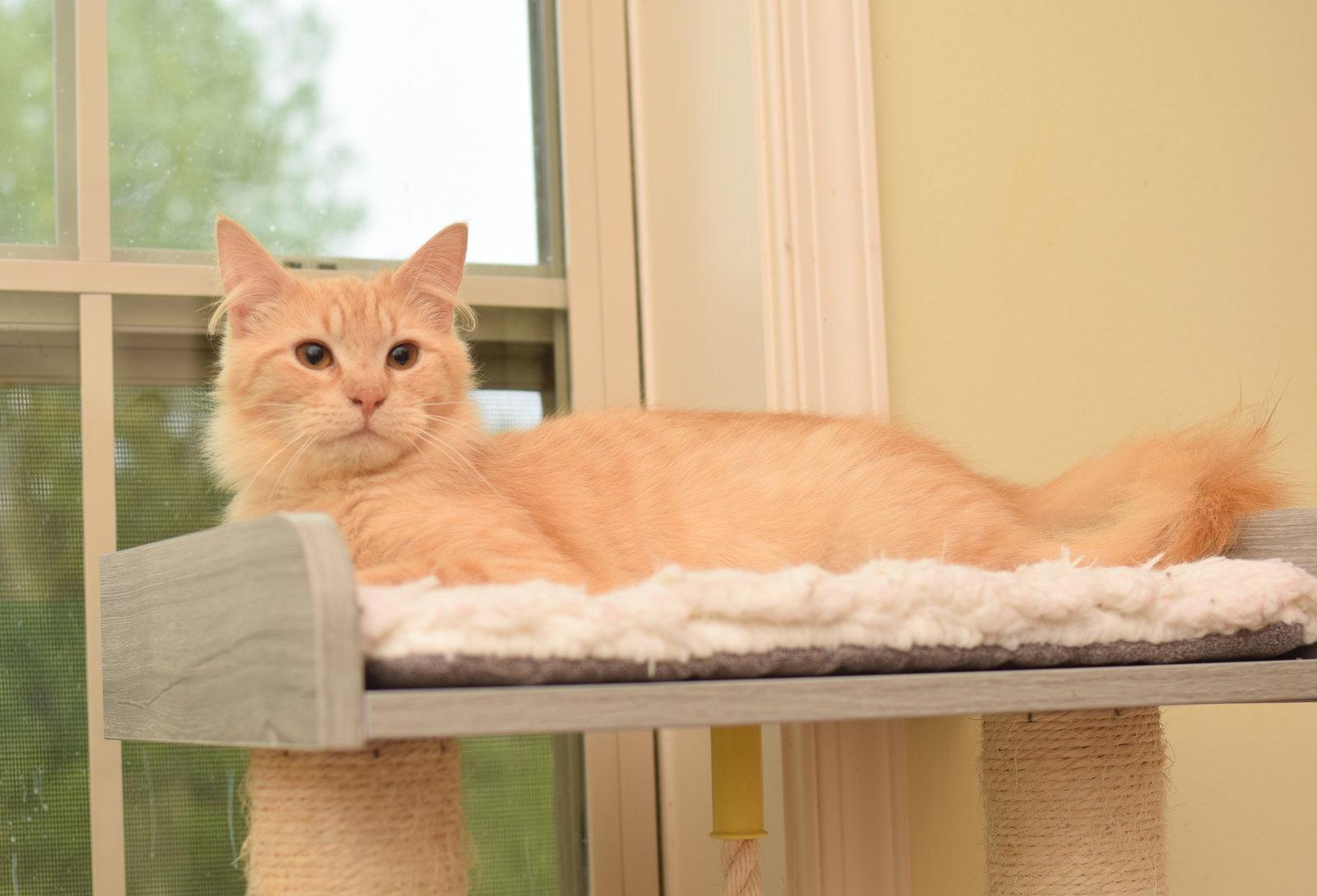 Enlarge Ares, a Adoptable Maine Coon in Hockessin, DE image 2/3