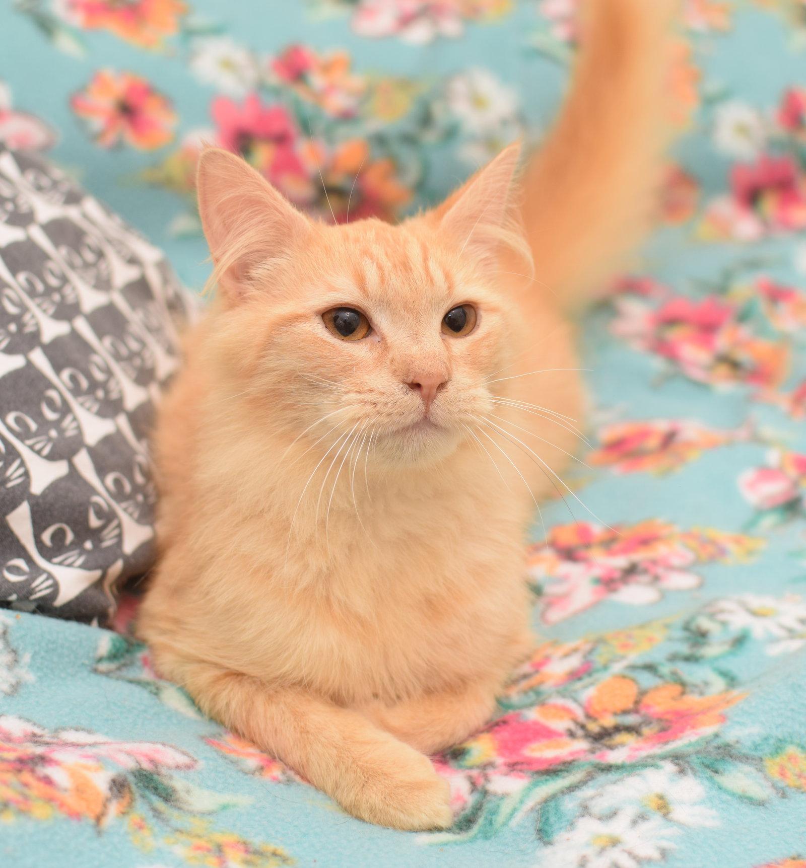 Enlarge Ares, a Adoptable Maine Coon in Hockessin, DE image 3/3