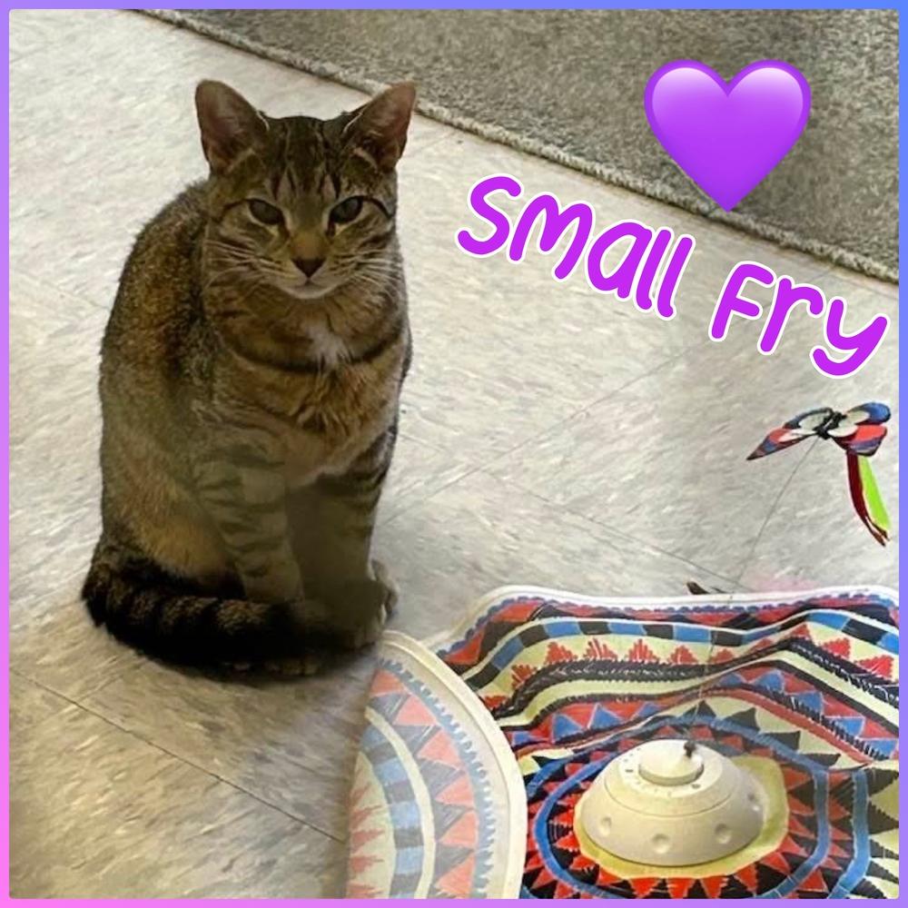 W2 Small Fry, Adoptable, Young Female Domestic Short Hair & Tabby.