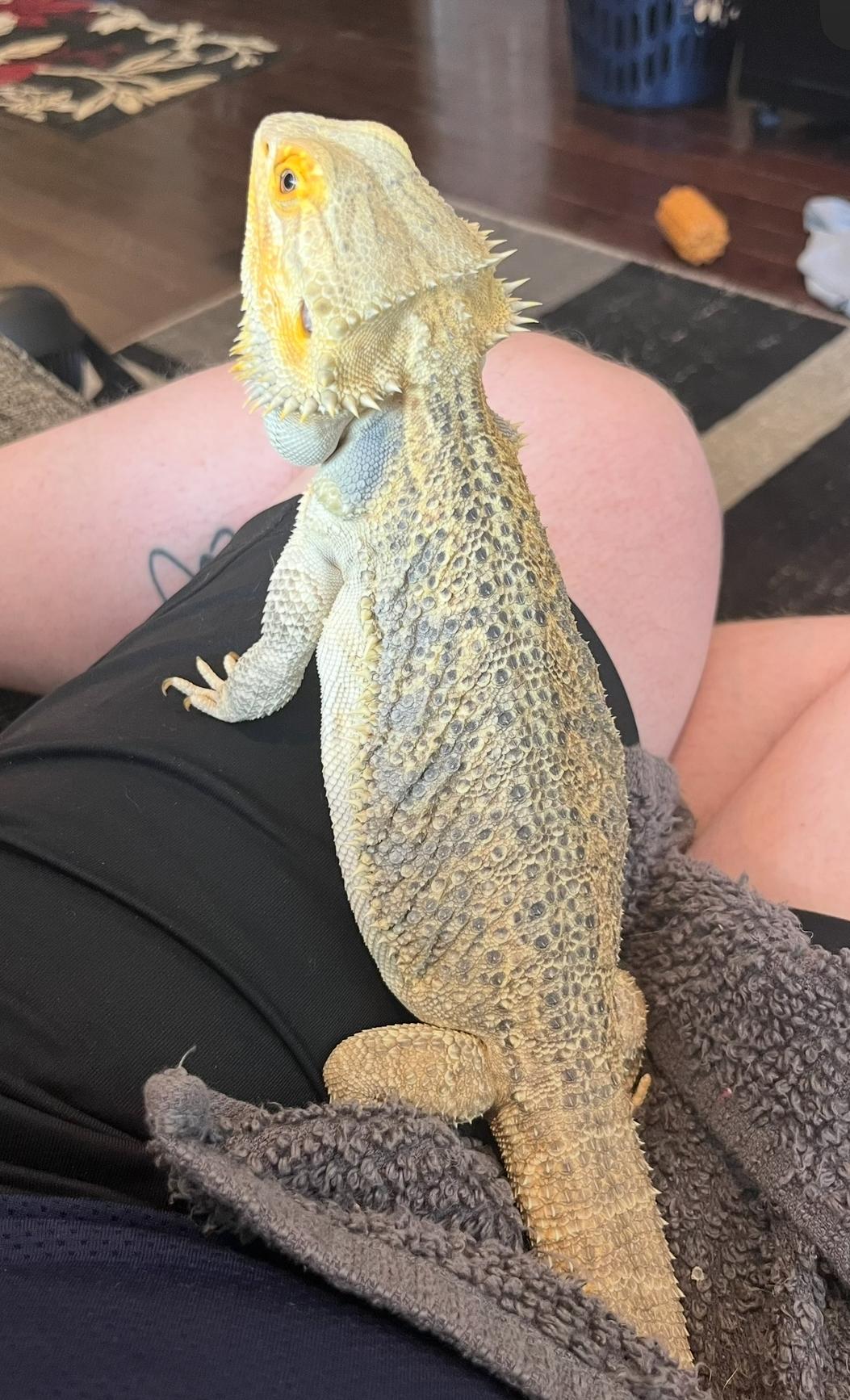 Mango, Adopted, Adult Male Bearded Dragon.