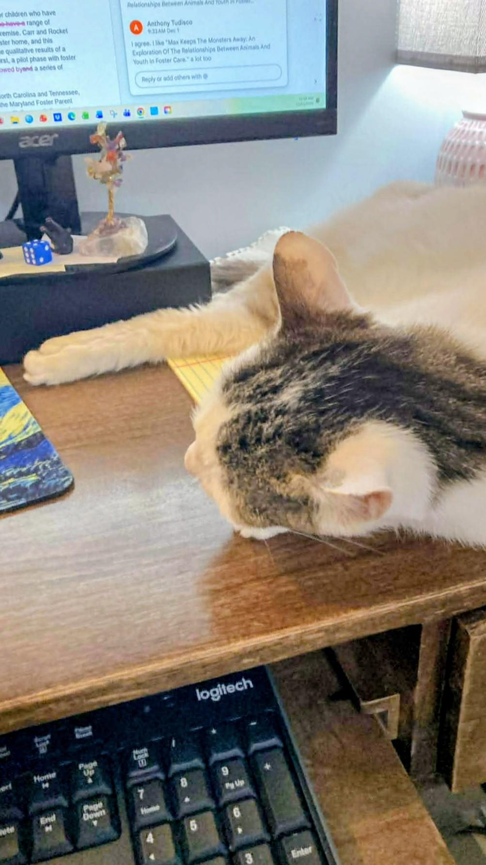 Enlarge Pete, a ADOPTABLE mixed breed in Pittsburgh, PA image 4/5