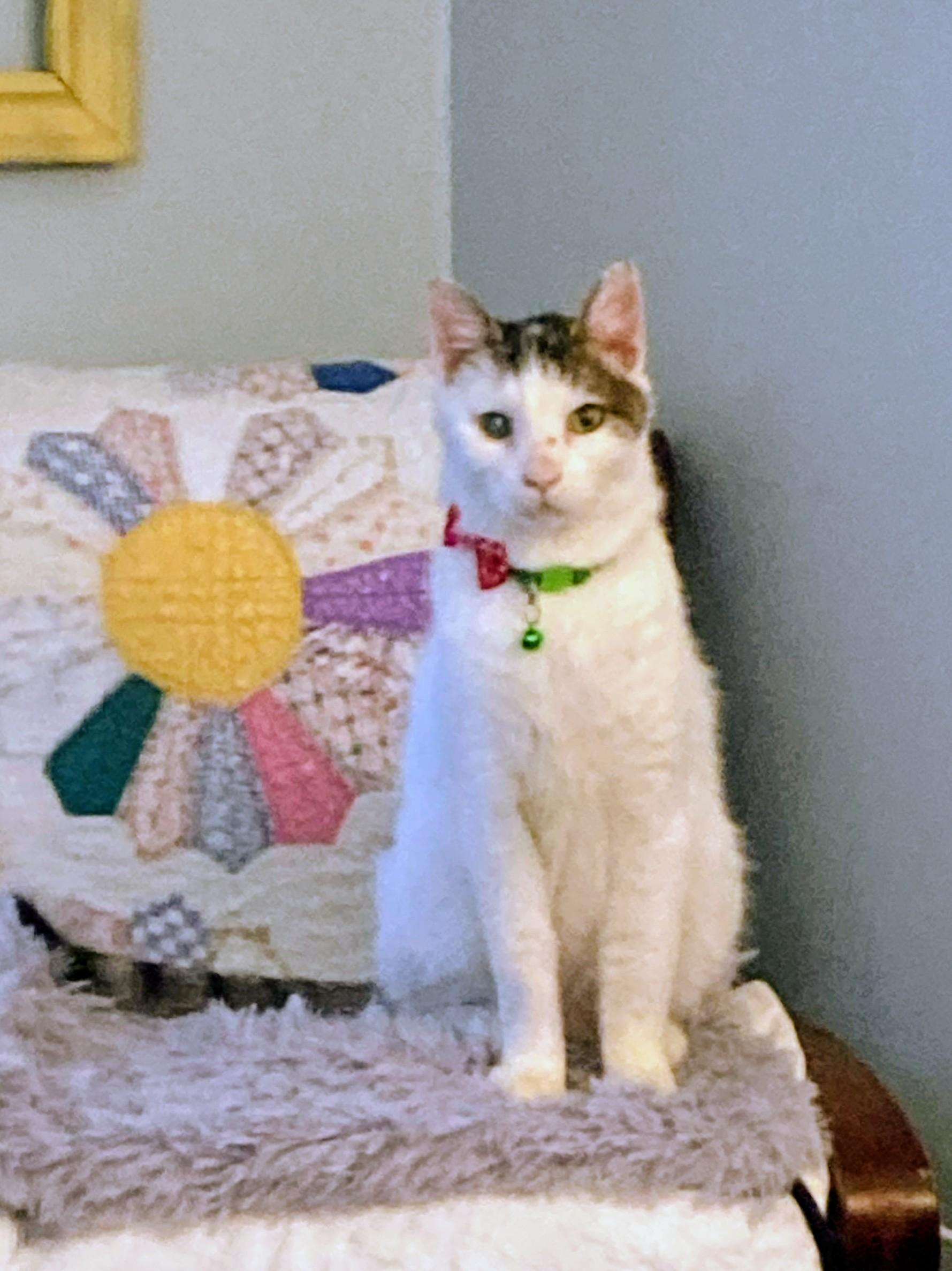 Enlarge Pete, a ADOPTABLE mixed breed in Pittsburgh, PA image 2/5