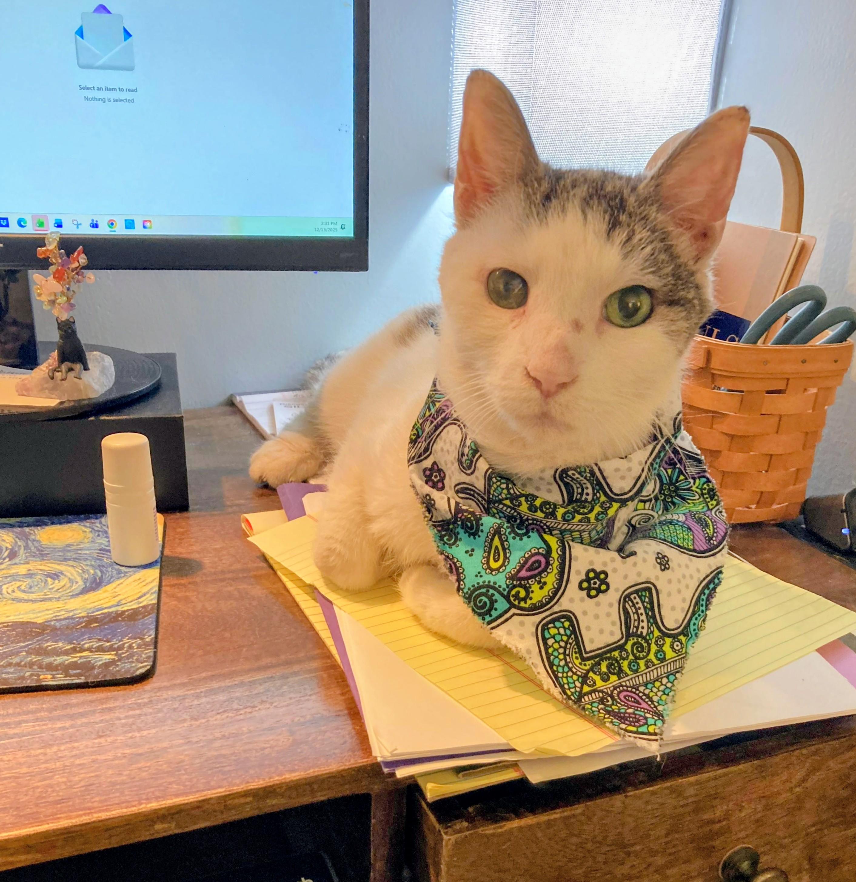 Pete, ADOPTABLE, Senior Male Domestic Short Hair.