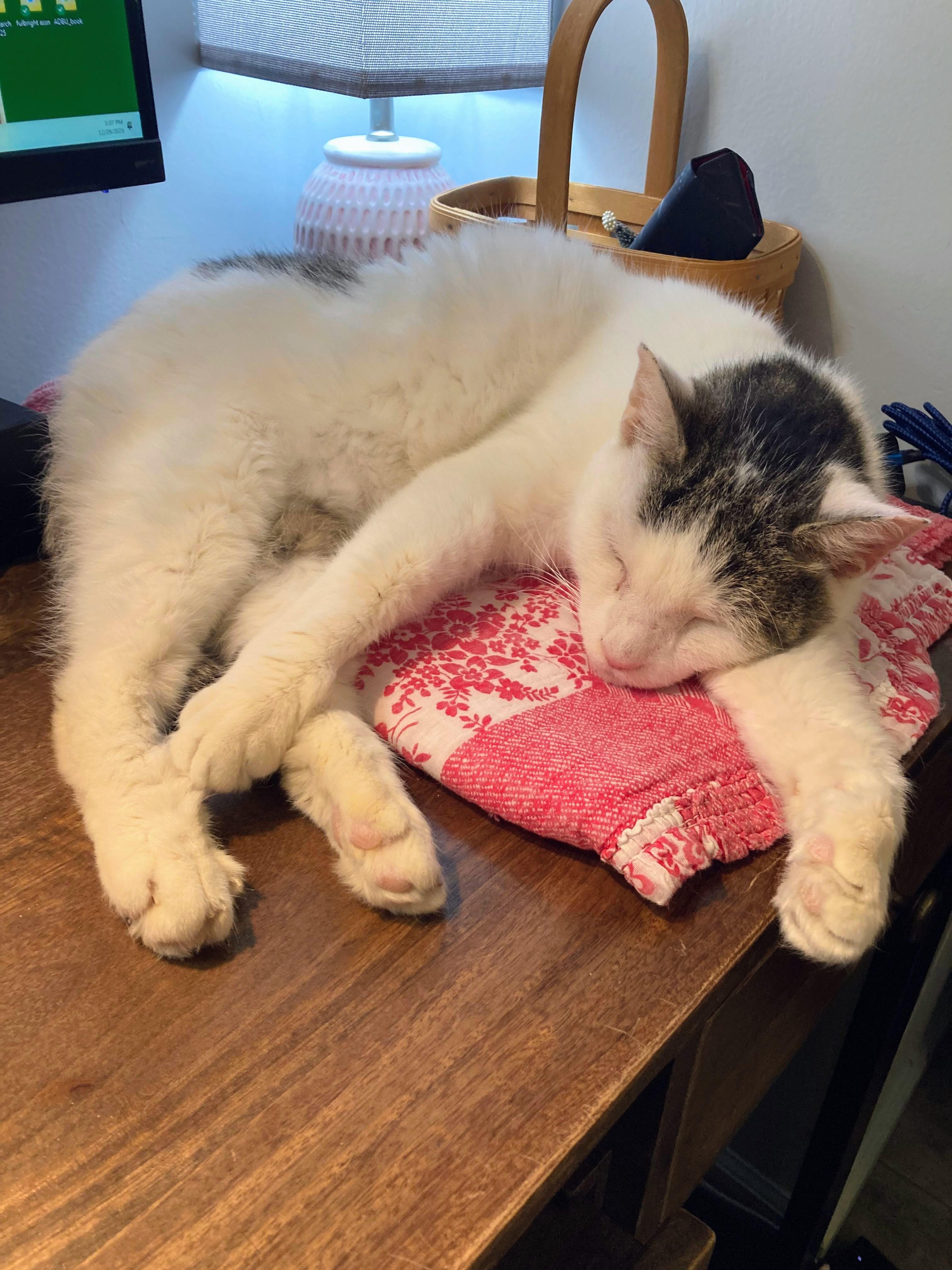 Enlarge Pete, a ADOPTABLE mixed breed in Pittsburgh, PA image 5/5