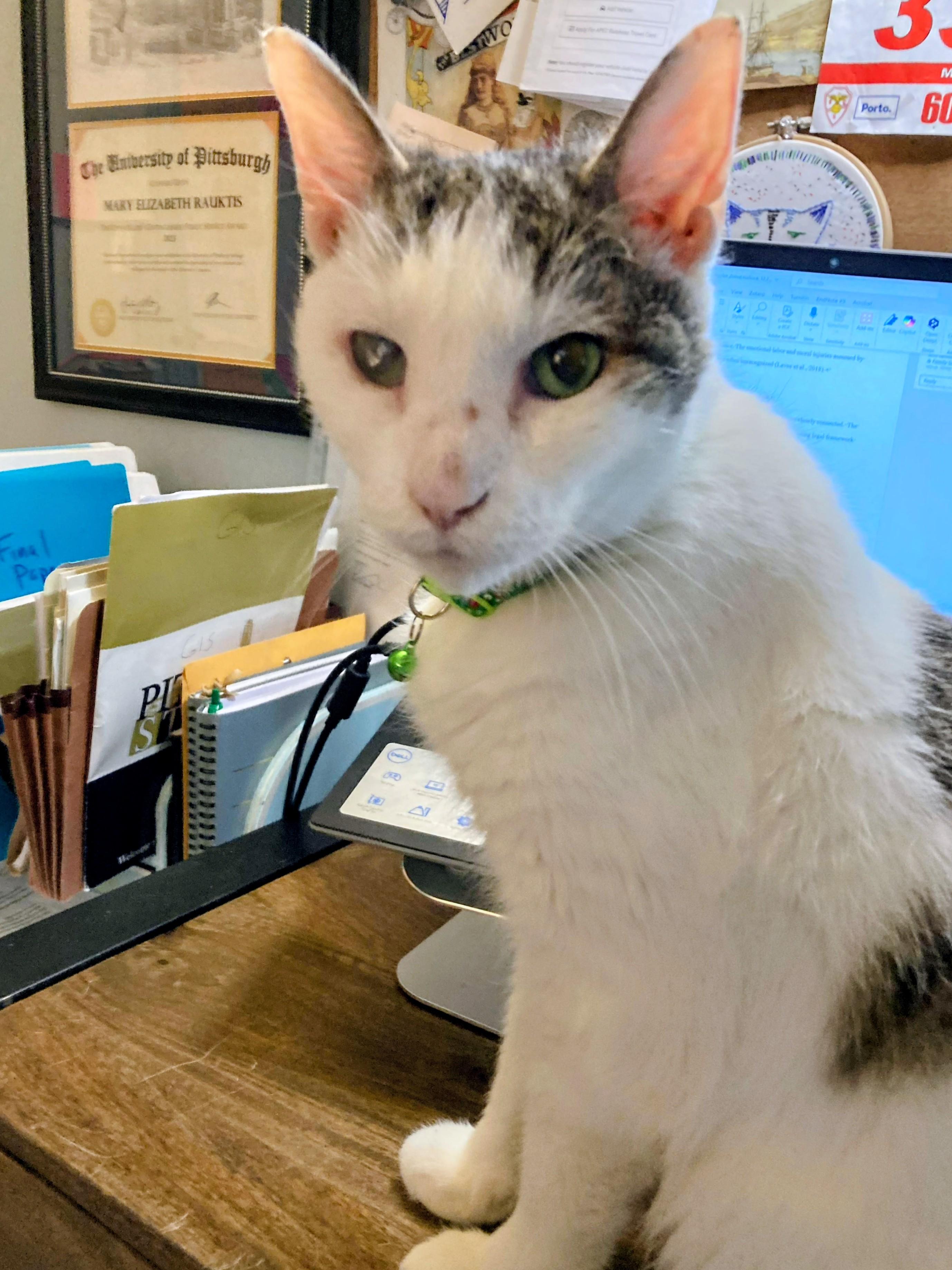 Enlarge Pete, a ADOPTABLE mixed breed in Pittsburgh, PA image 3/5