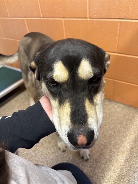 Enlarge SKUNK, a Adoptable mixed breed in Albuquerque, NM image 1/1