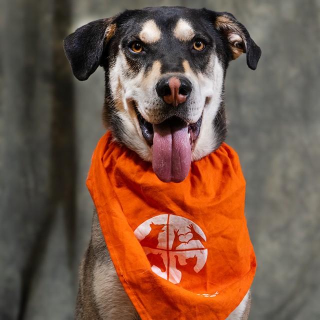 SKUNK, Adoptable, Young Male Husky & Mixed Breed.