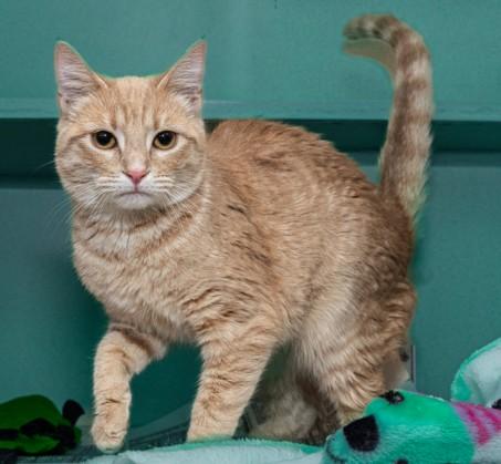 EMBER, Adoptable, Young Female Domestic Short Hair.