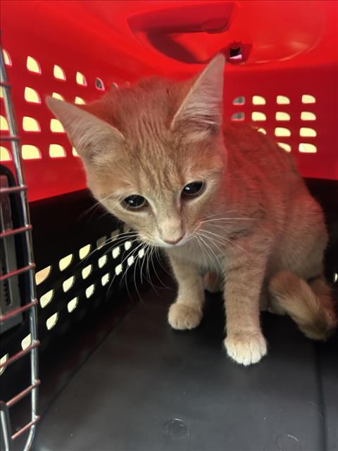 EMBER, Adoptable, Young Female Domestic Short Hair.