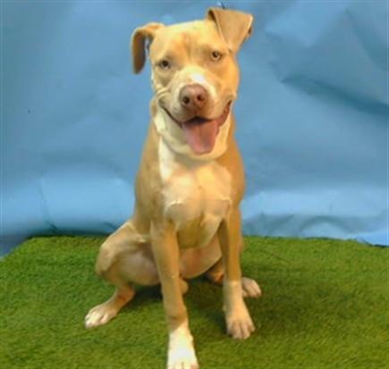 NICO, Adoptable, Young Male Pit Bull Terrier.