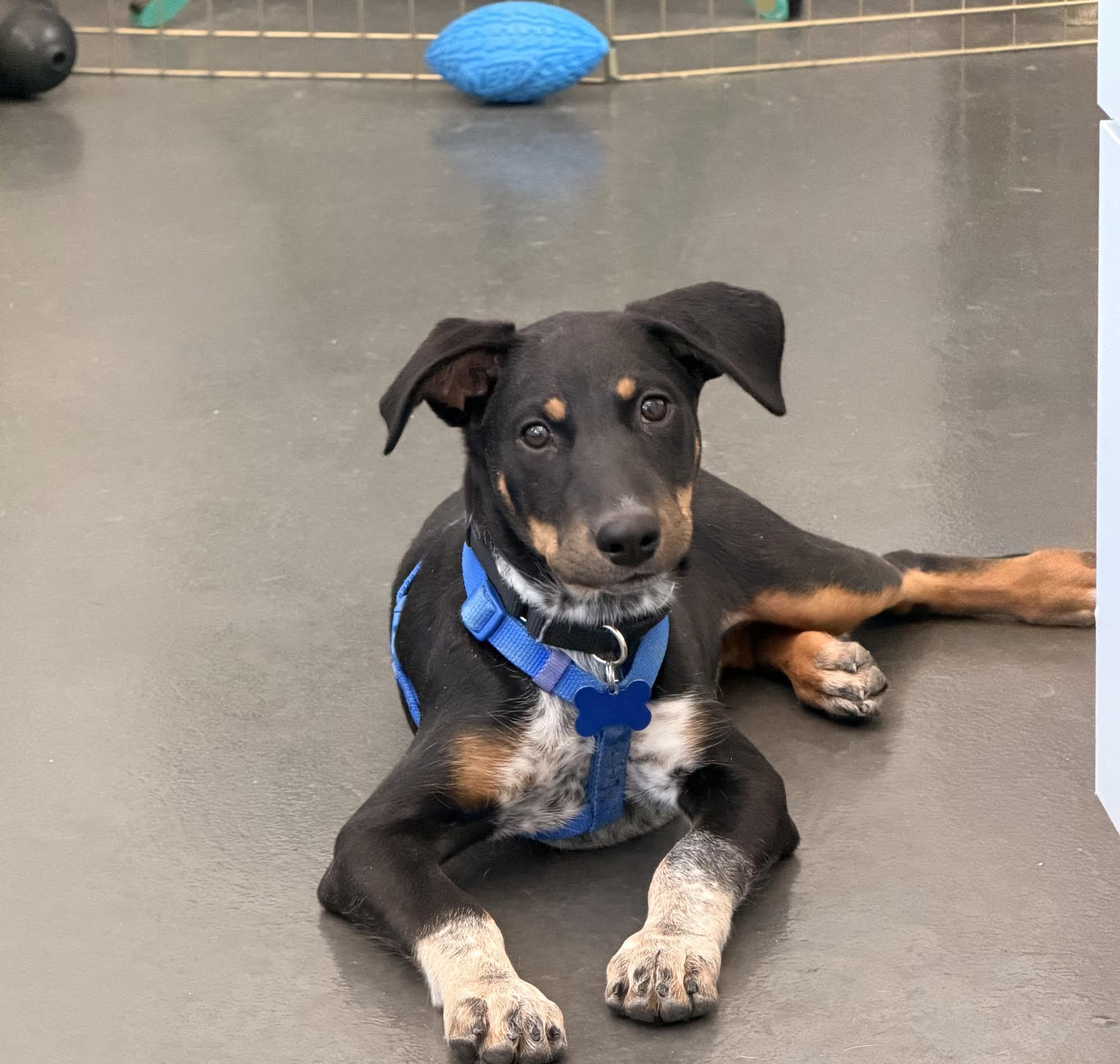 Enlarge freckles, a ADOPTABLE mixed breed in Las Vegas, NV image 1/2