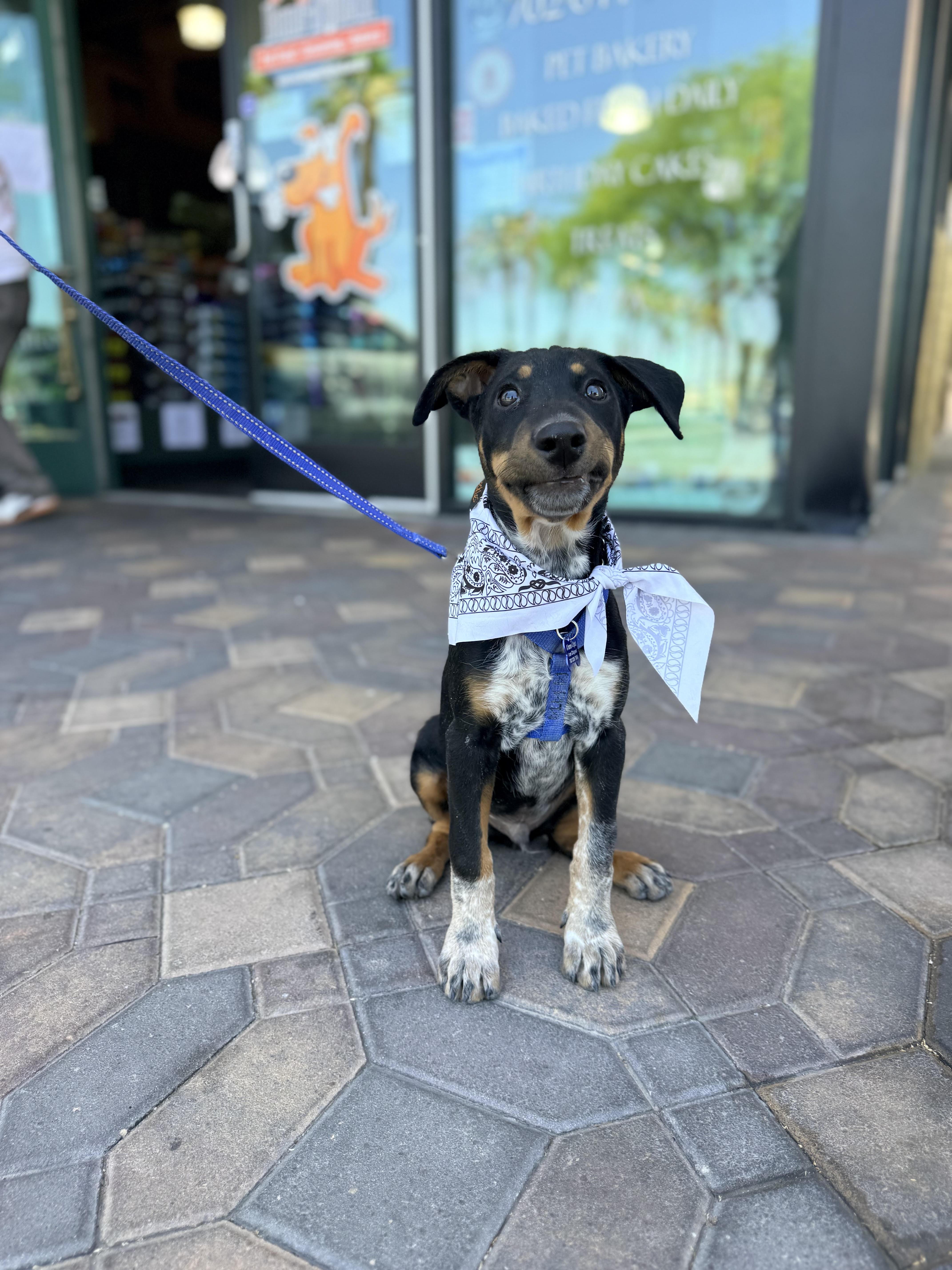Enlarge freckles, a ADOPTABLE mixed breed in Las Vegas, NV image 2/2