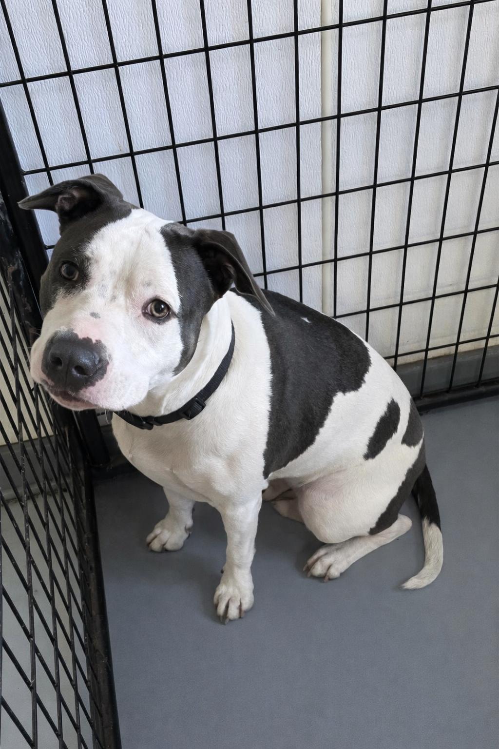 Enlarge Dior, an adopted Pit Bull Terrier in Momence, IL image 1/1