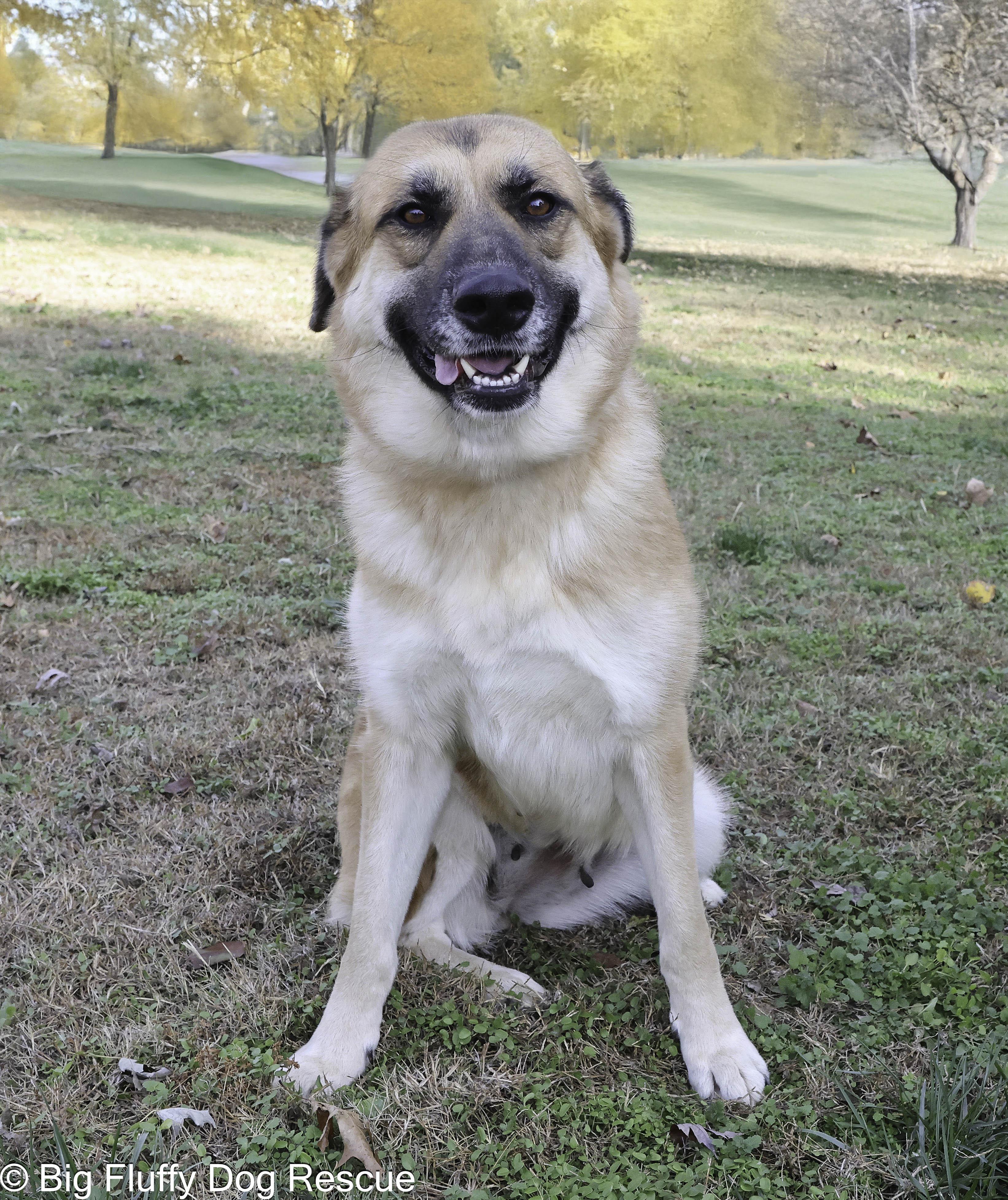 Enlarge Koko, an adopted mixed breed in Inwood, WV image 4/5