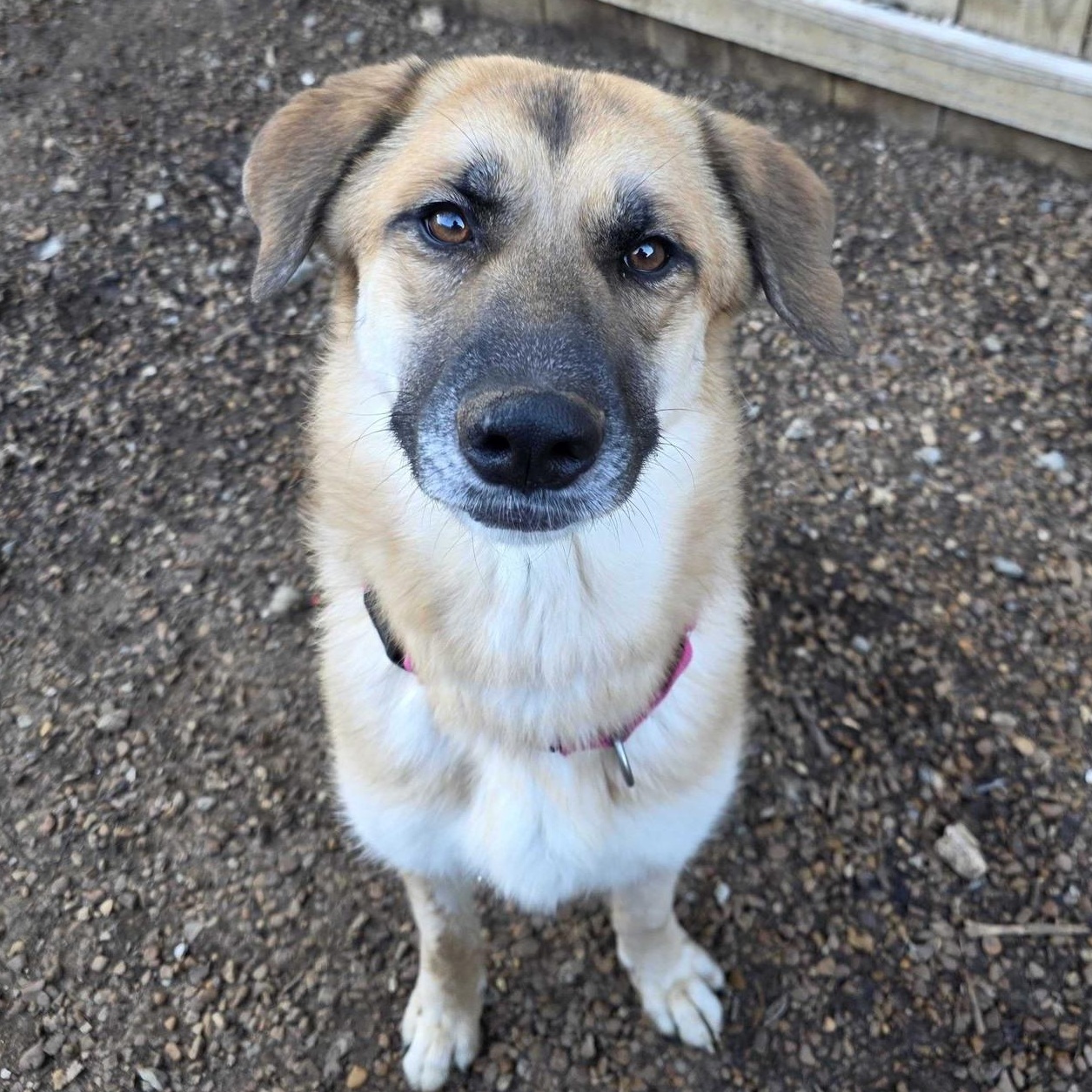 Enlarge Koko, an adopted mixed breed in Inwood, WV image 1/5