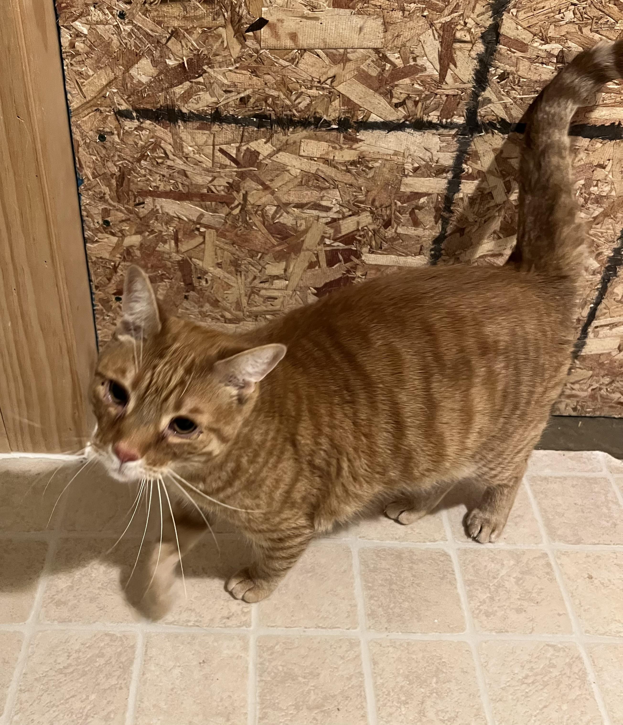 O'Malley, Adoptable, Adult Male Domestic Short Hair.