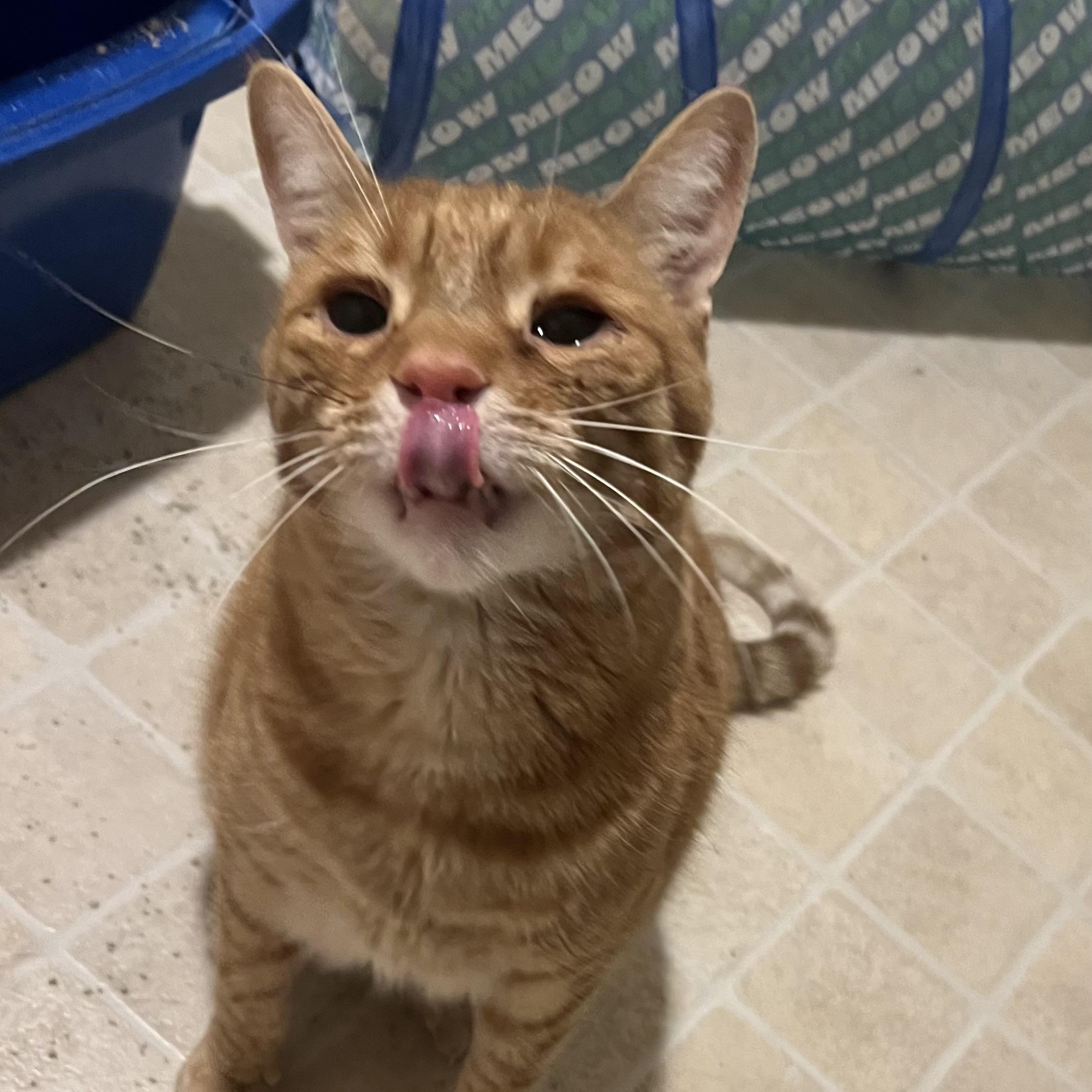 Enlarge O'Malley, a Adoptable Domestic Short Hair in Avon, NY image 2/2