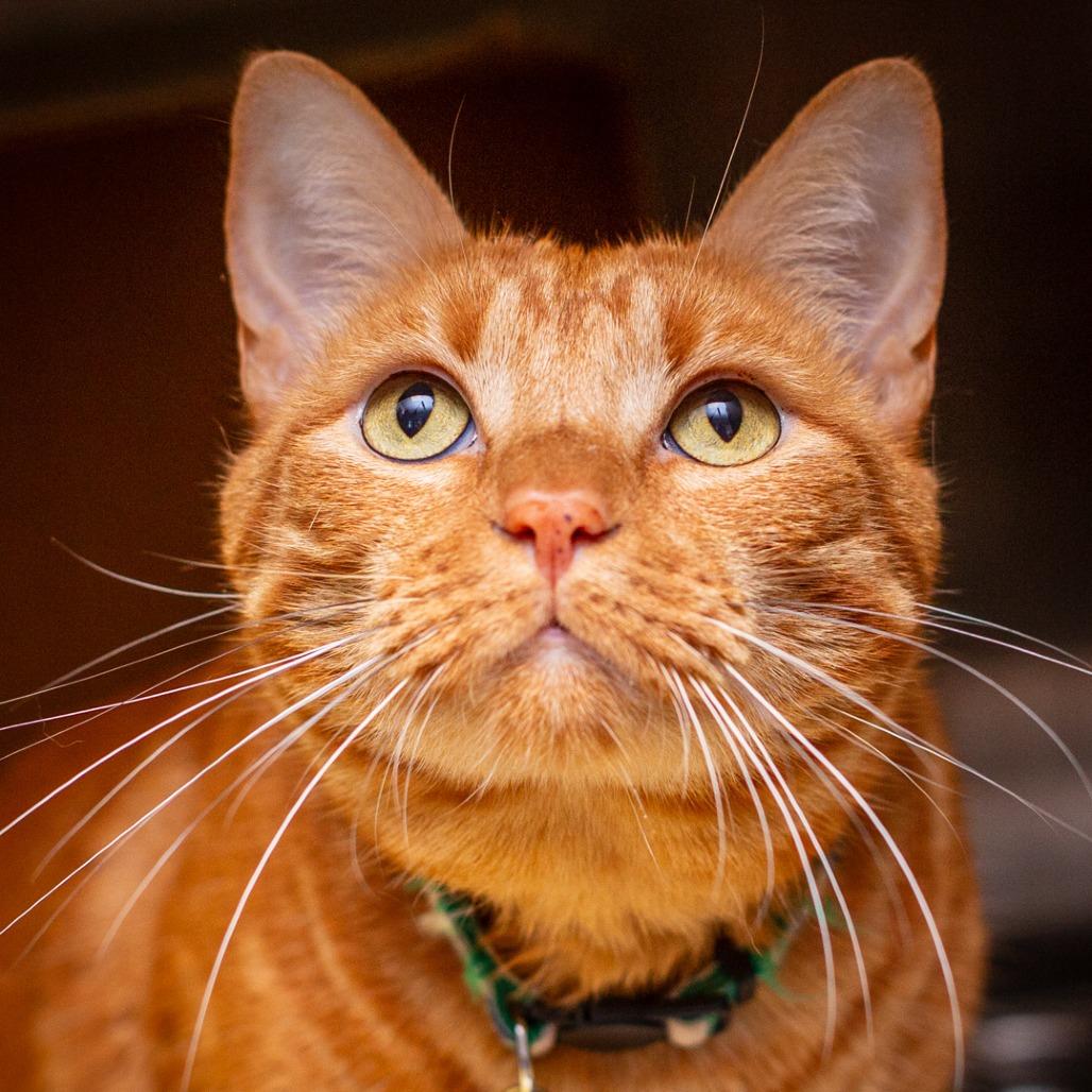 Baby Baby, Adoptable, Adult Male Domestic Short Hair & Domestic Short Hair.