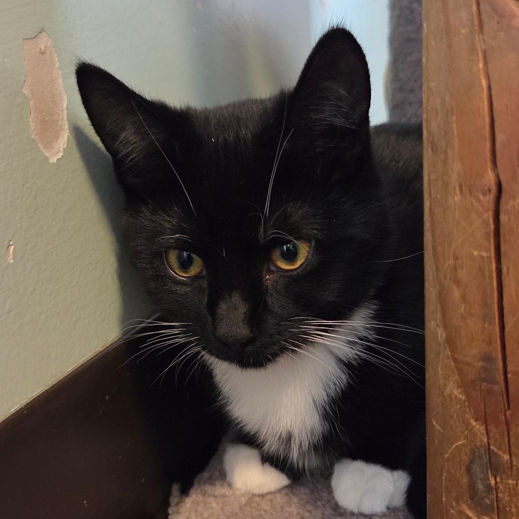 Ursula, Adoptable, Kitten Female Domestic Short Hair.