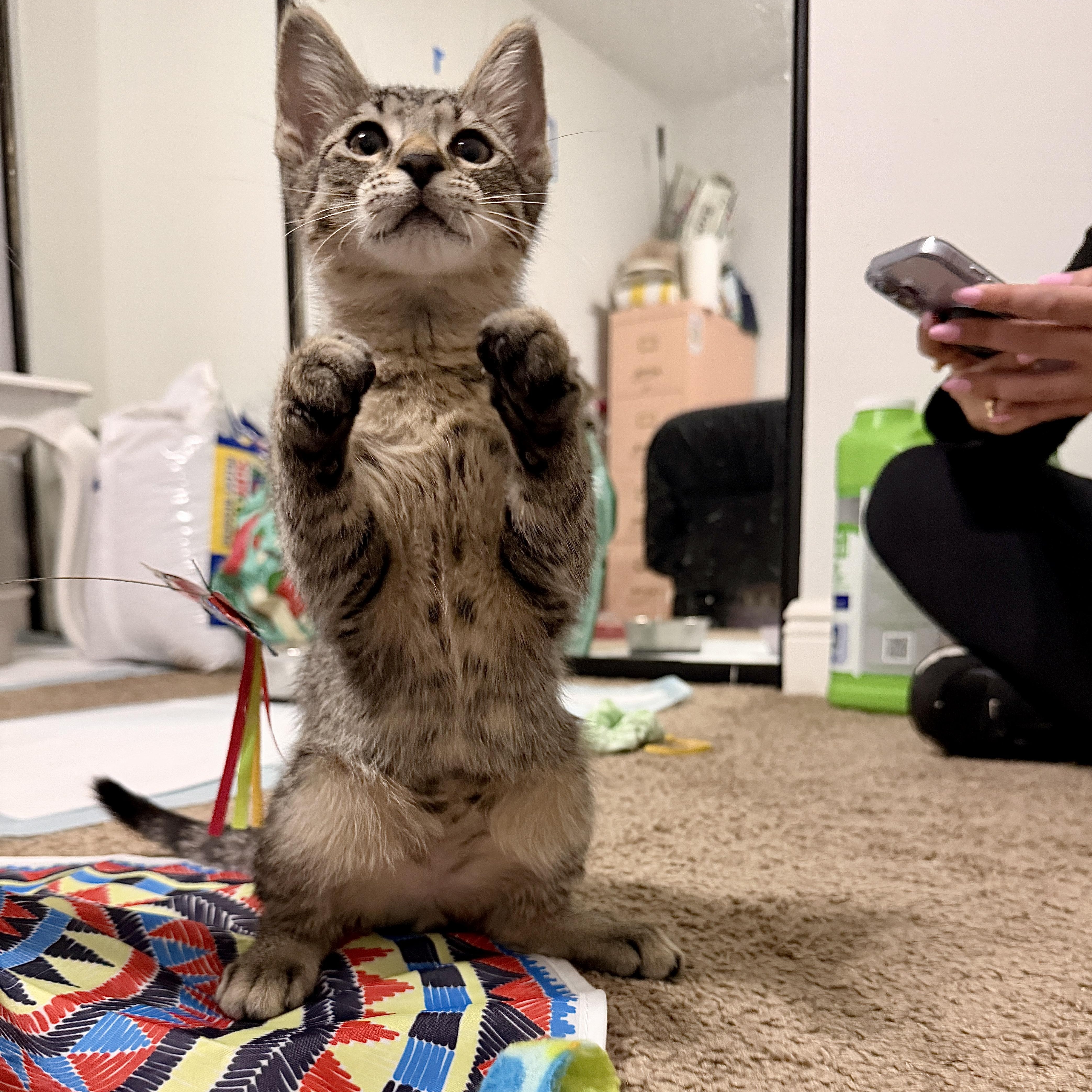 Enlarge Milo, a Adoptable Domestic Short Hair in Boca Raton, FL image 3/5