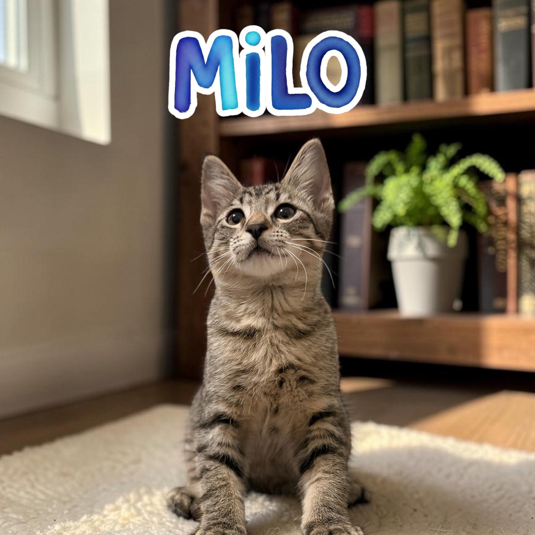 Enlarge Milo, a Adoptable Domestic Short Hair in Boca Raton, FL image 2/5