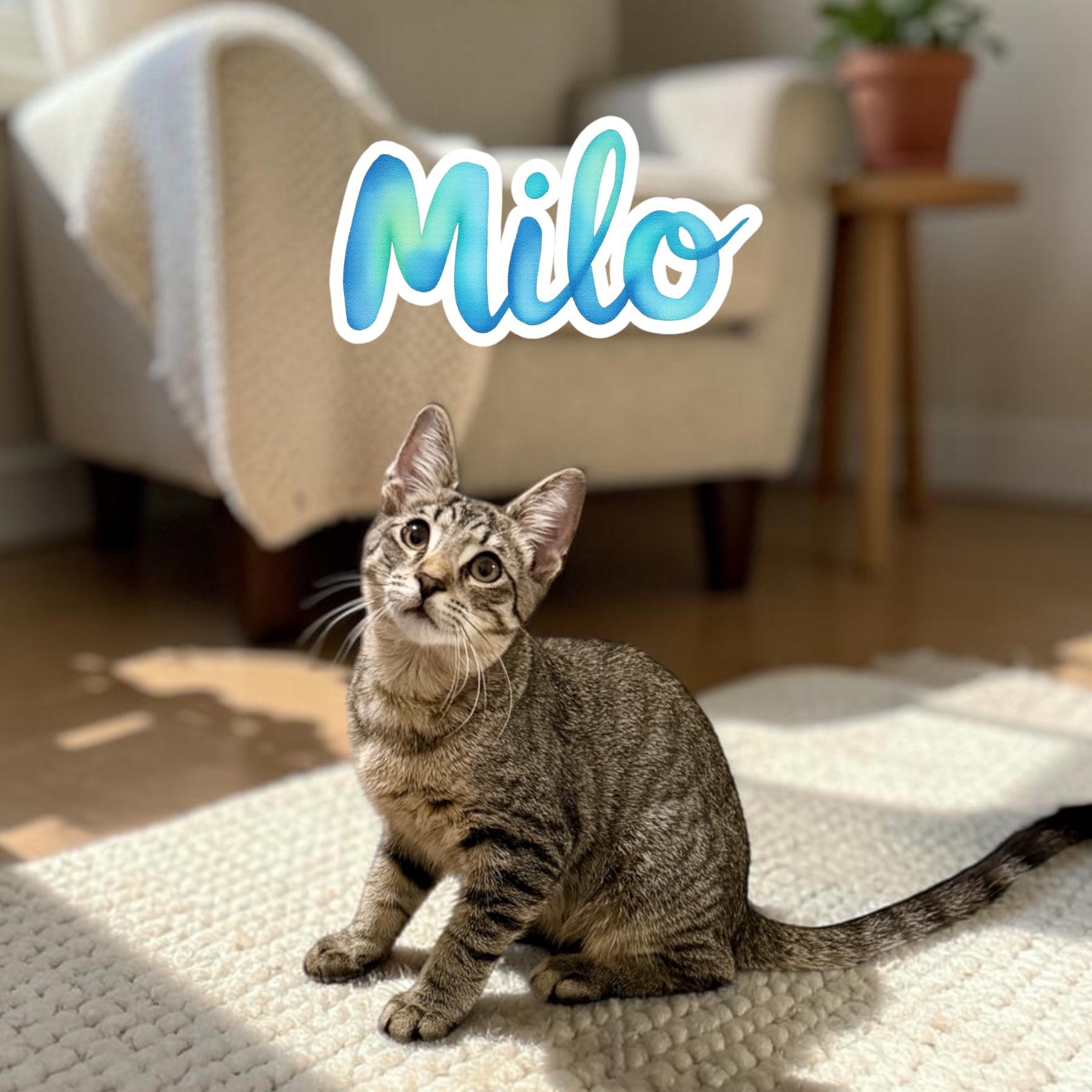 Milo, Adoptable, Kitten Female Domestic Short Hair.