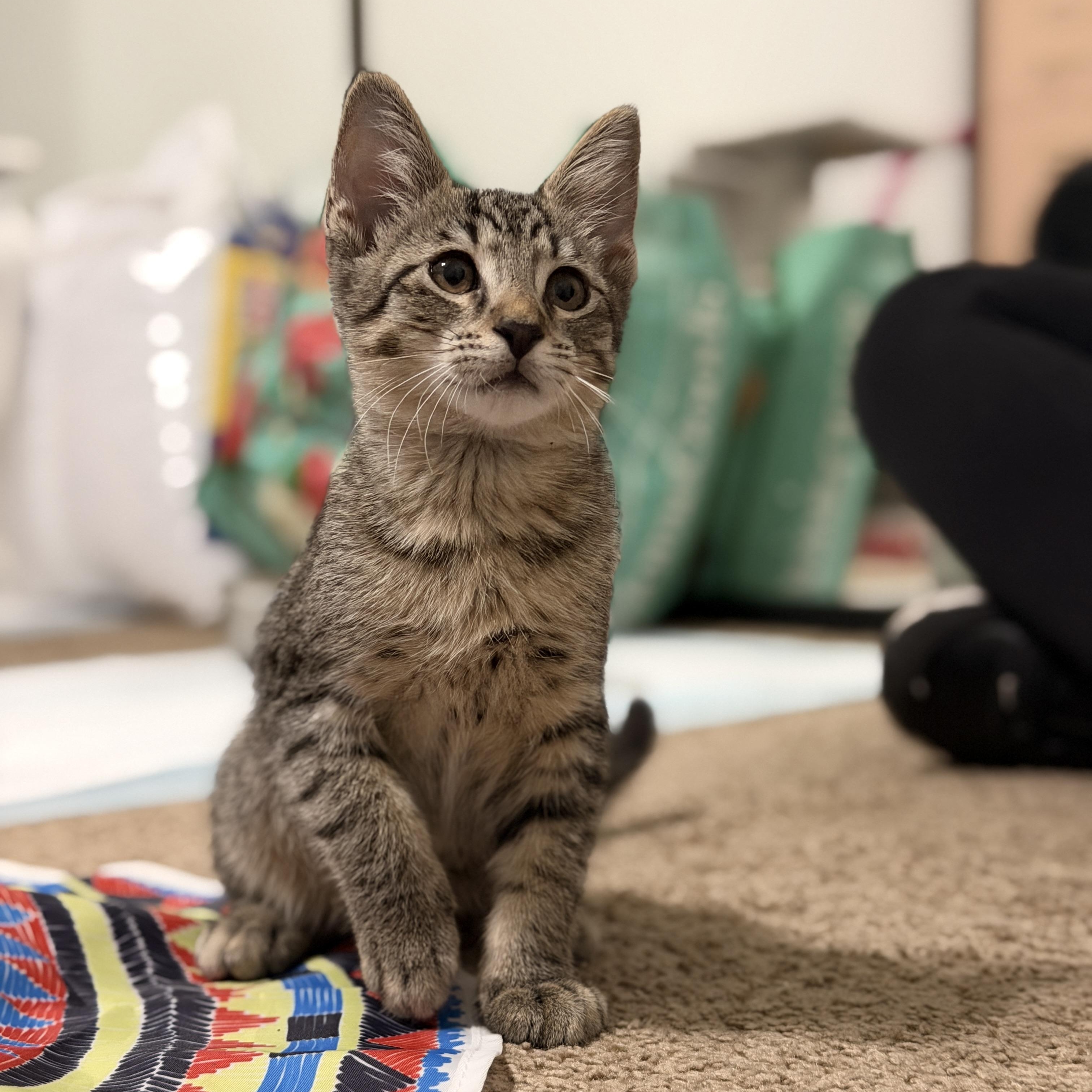 Milo, Adoptable, Kitten Female Domestic Short Hair.