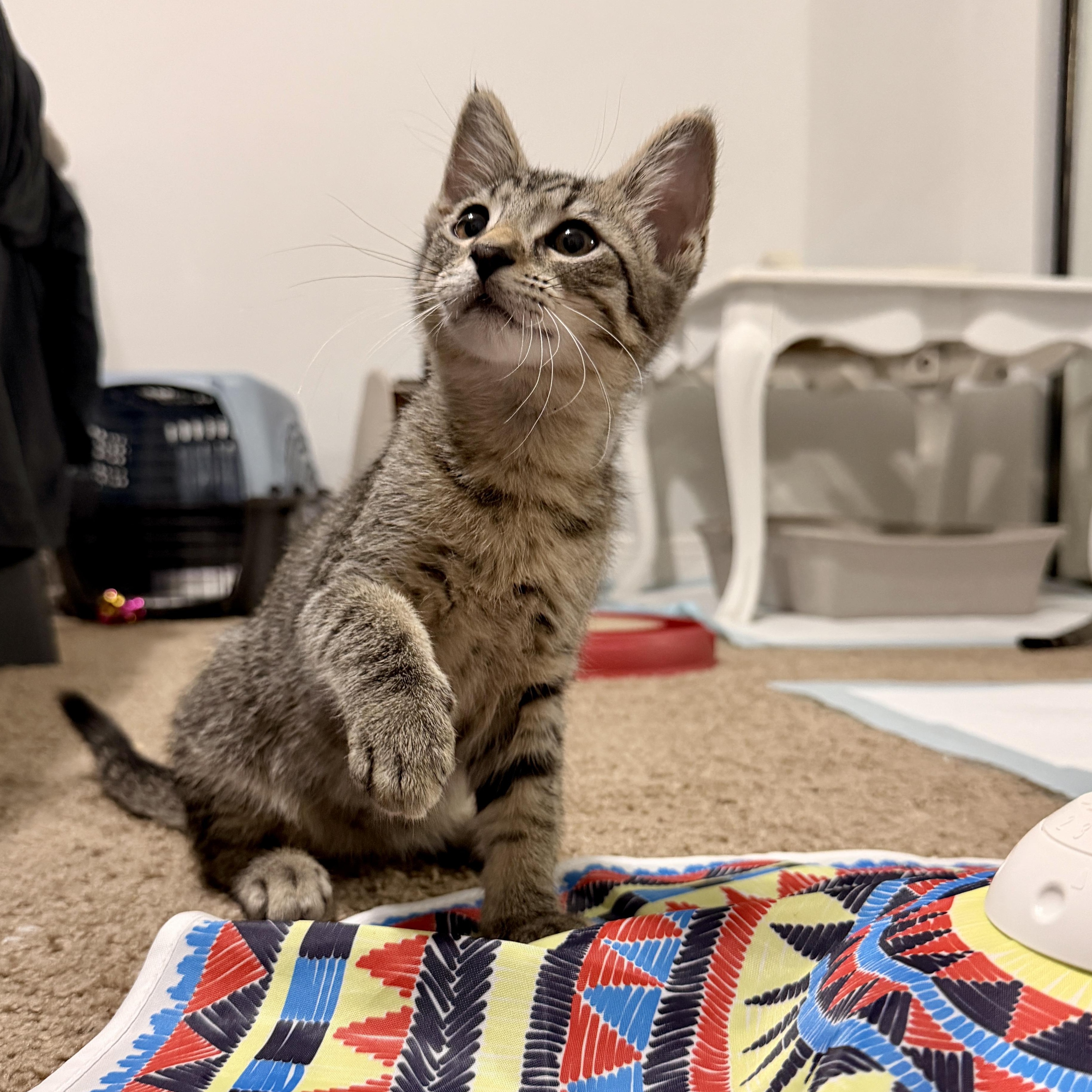 Enlarge Milo, a Adoptable Domestic Short Hair in Boca Raton, FL image 5/5