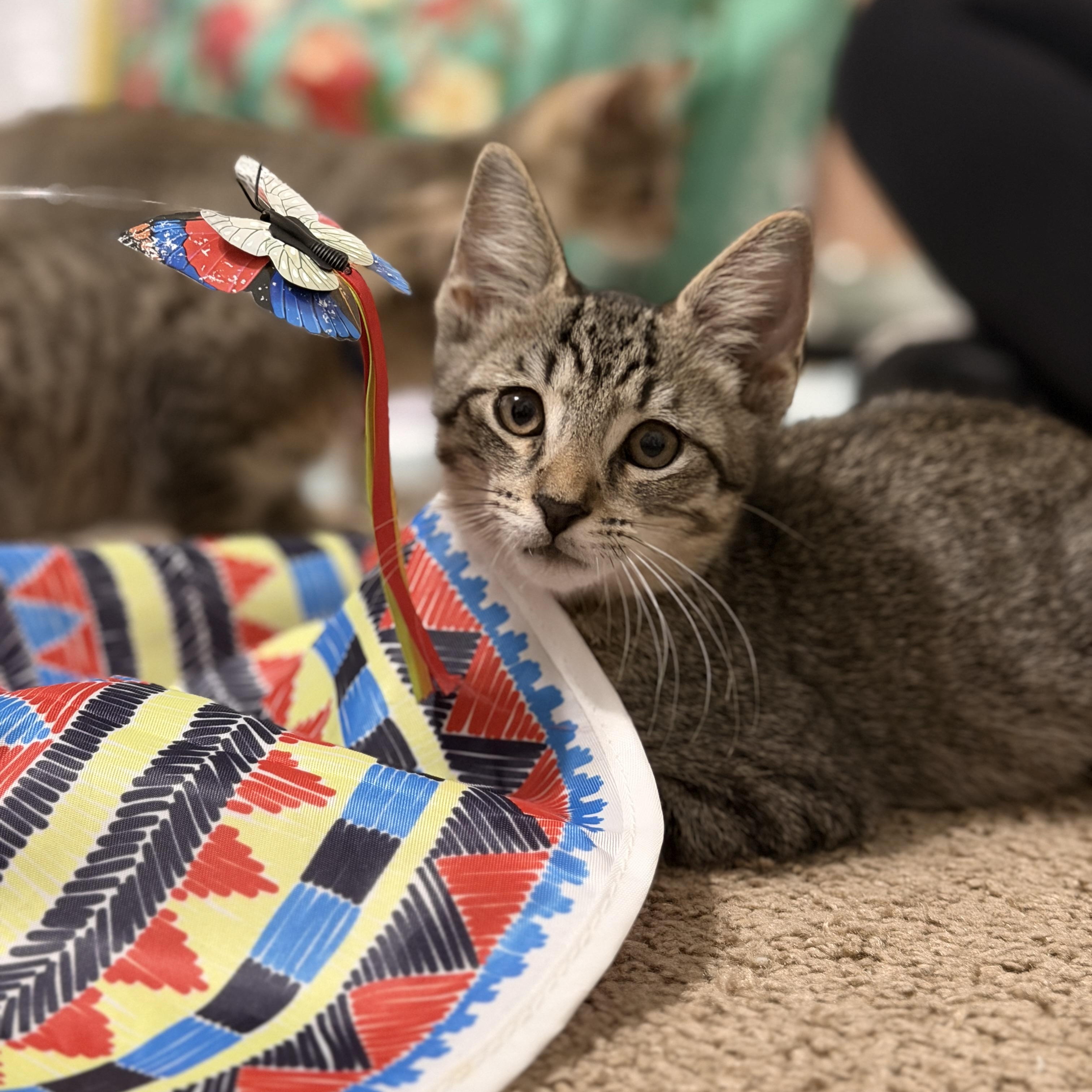 Enlarge Milo, a Adoptable Domestic Short Hair in Boca Raton, FL image 4/5