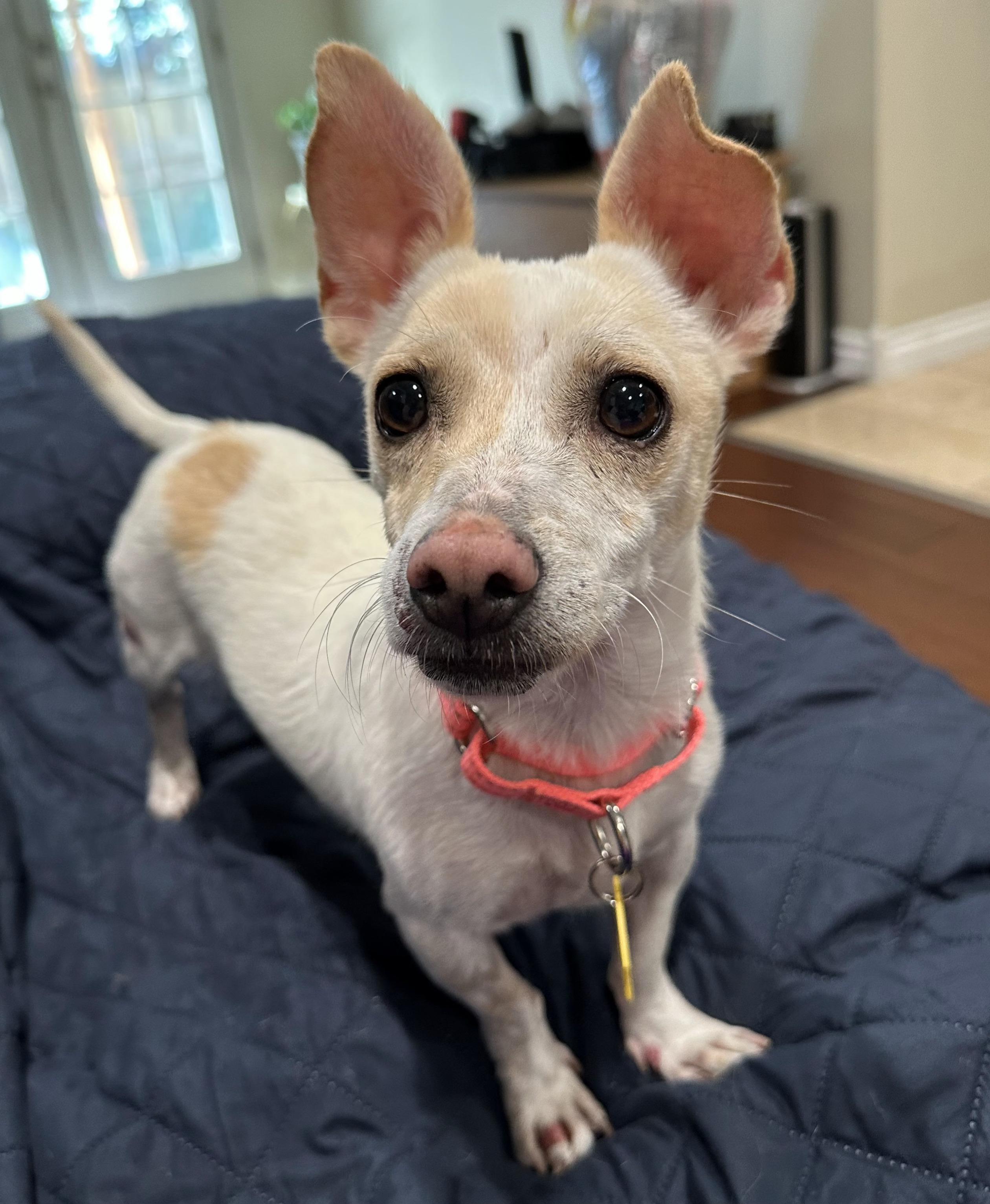 Pearl, a Adopted Chiweenie in Vancouver, WA image 1/2