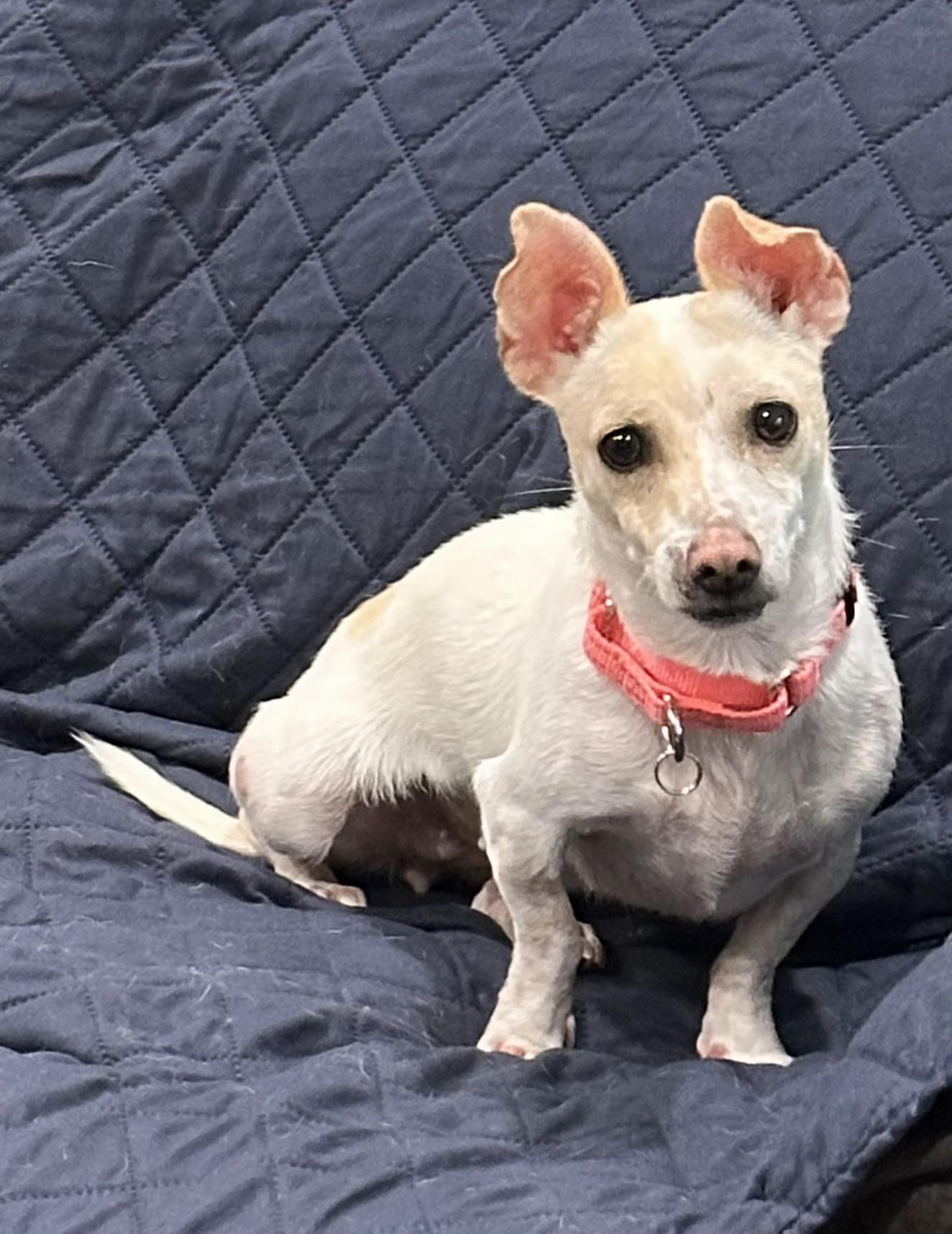 Pearl, a Adopted Chiweenie in Vancouver, WA image 2/2