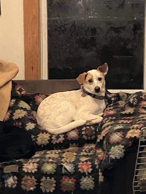 Enlarge Scratch, a Adoptable mixed breed in Chelsea, VT image 5/6