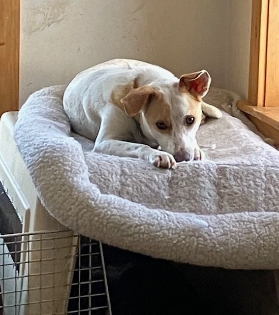 Enlarge Scratch, a Adoptable mixed breed in Chelsea, VT image 6/6