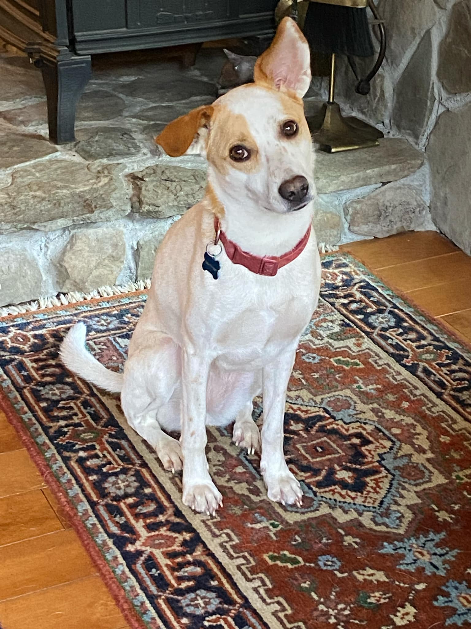 Enlarge Scratch, a Adoptable mixed breed in Chelsea, VT image 1/6