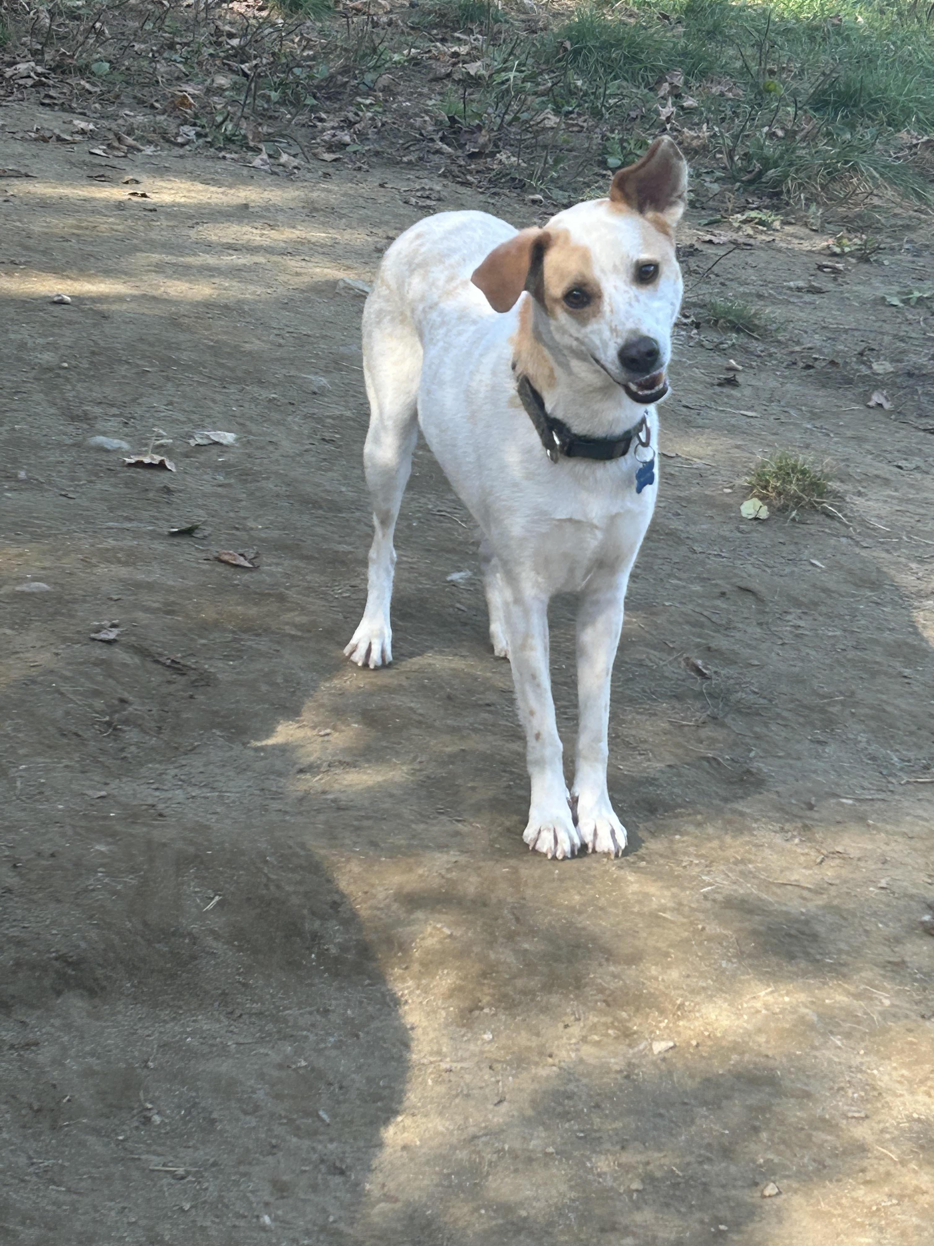 Scratch, an adoptable Australian Cattle Dog / Blue Heeler, Jack Russell Terrier in Chelsea, VT, 05038 | Photo Image 2