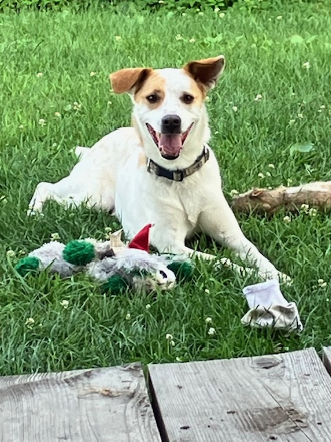Enlarge Scratch, a Adoptable mixed breed in Chelsea, VT image 3/6