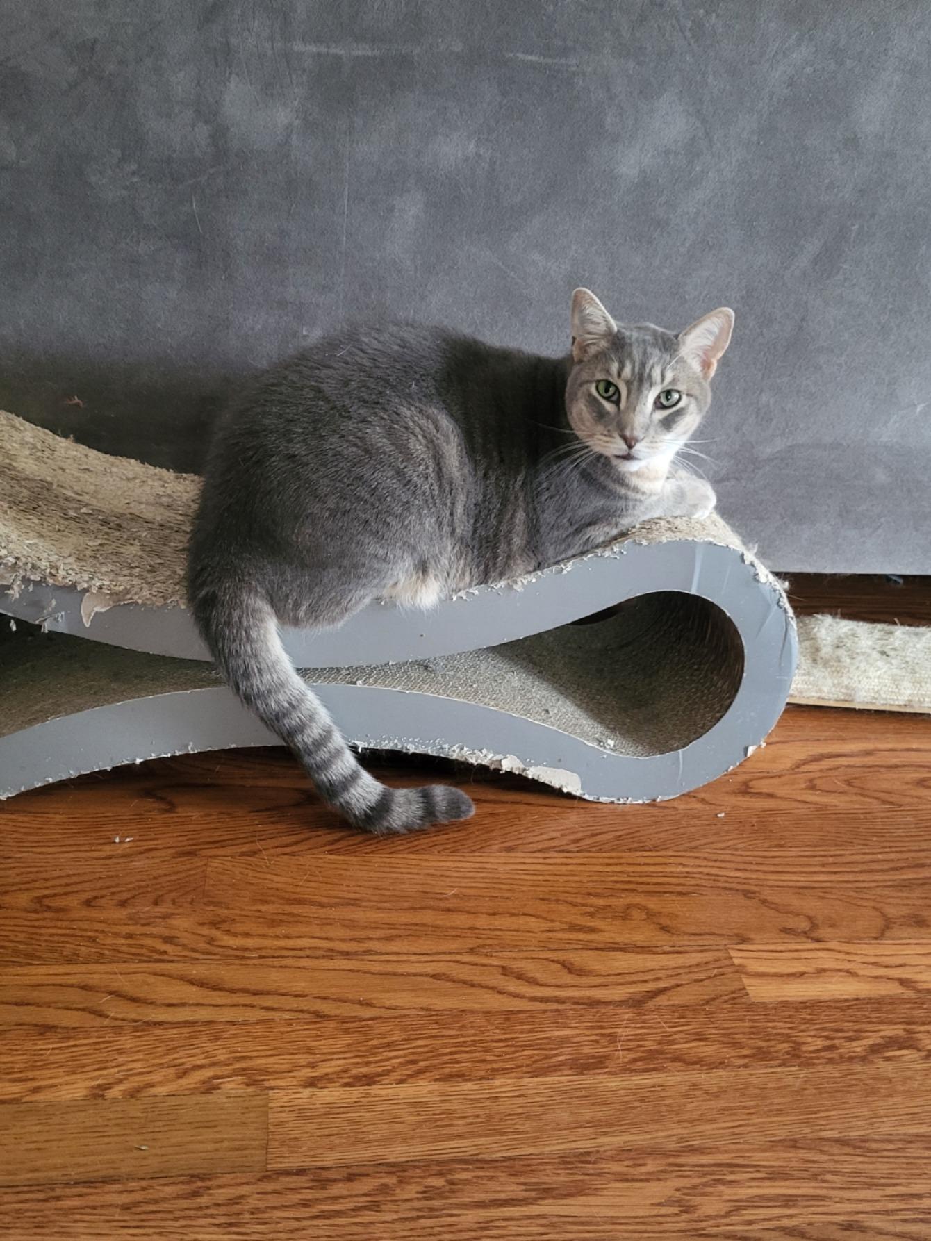 Enlarge Charlie, a Adoptable Domestic Short Hair in San Jose, CA image 4/4